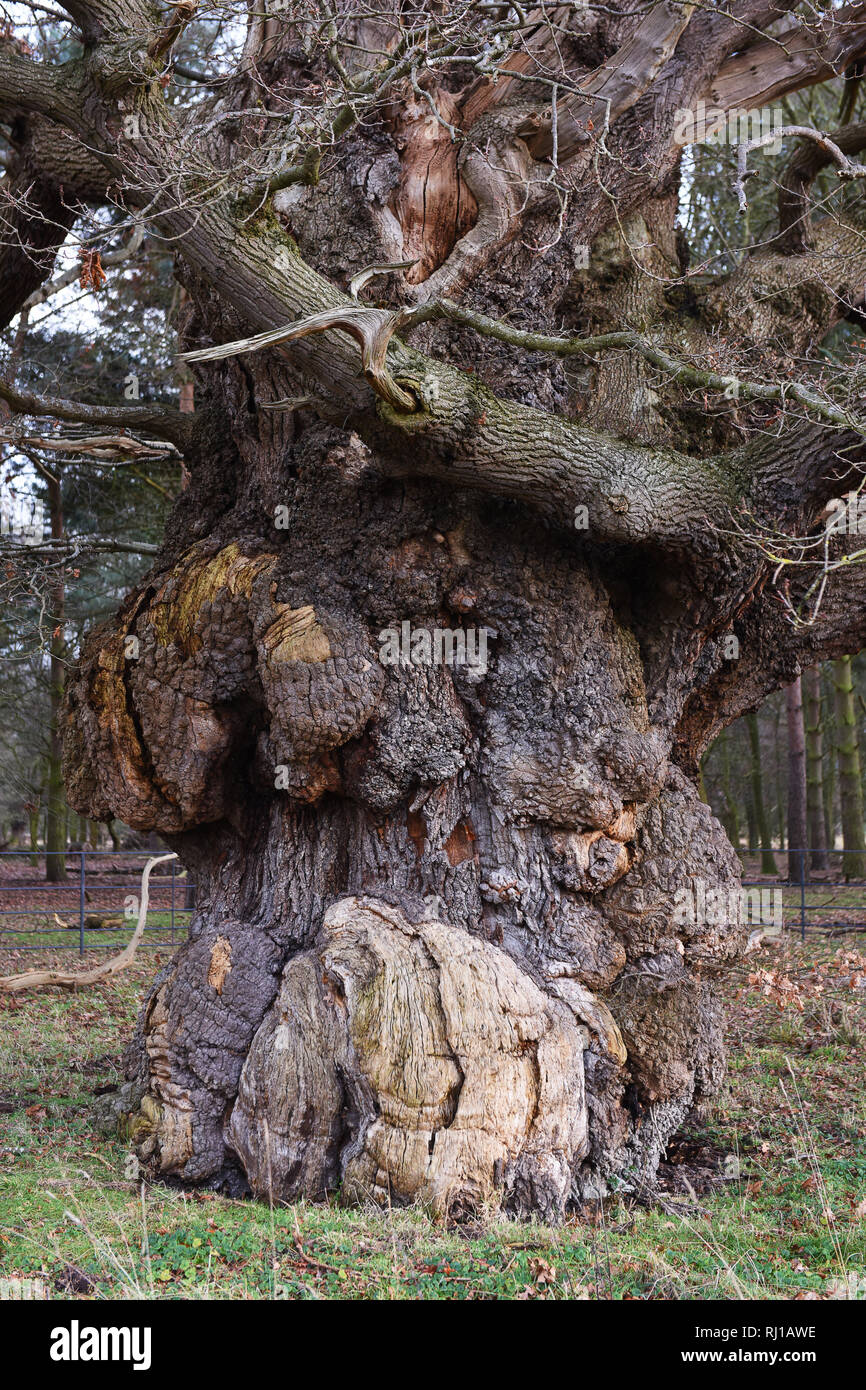 Eiche über 600 Jahre alt, als die Repton Eiche an Attingham UK bekannt Stockfoto