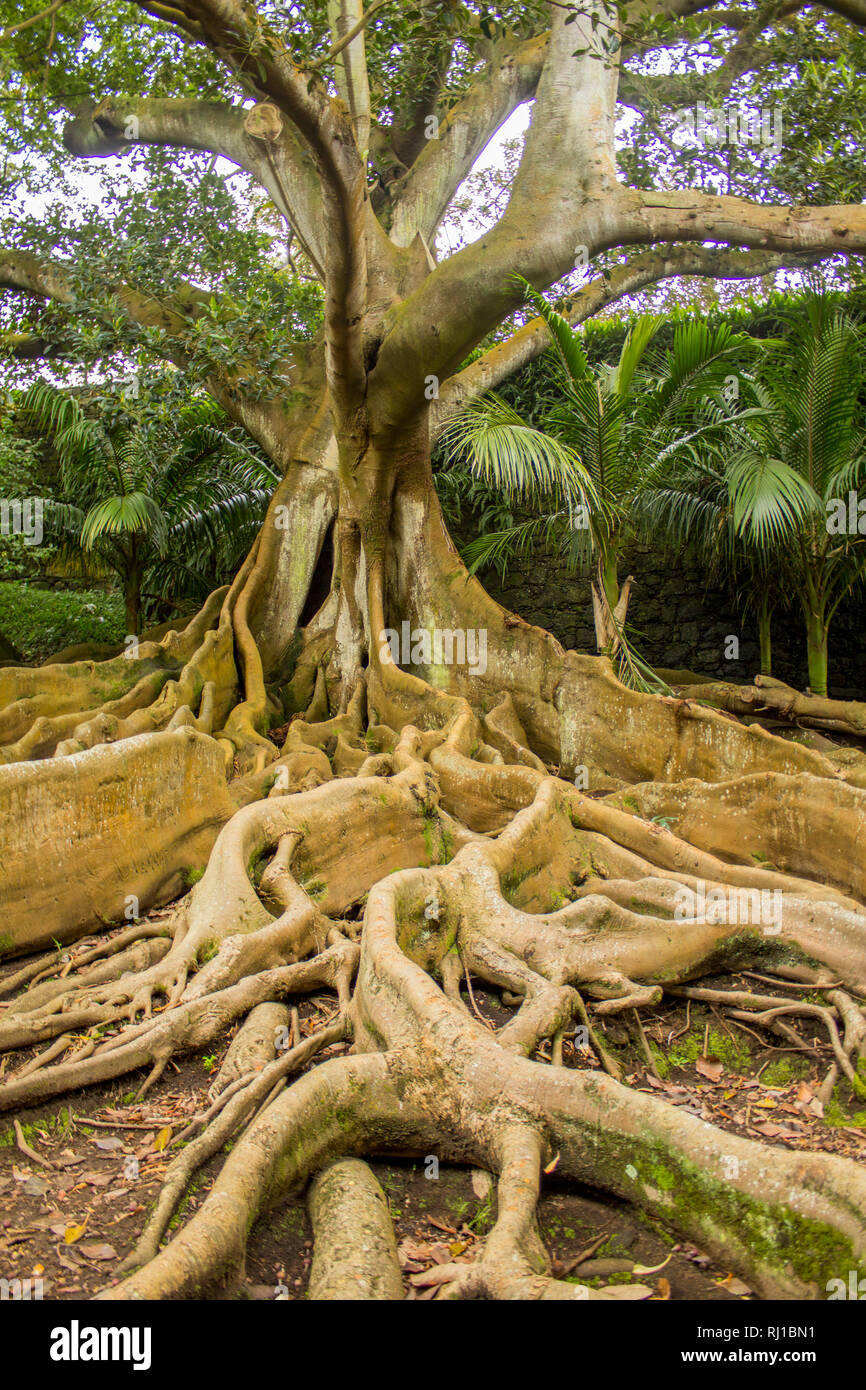 Die Moreton Bay Bild, alias Ficus macrophylla mit starken Wurzeln und Ästen. Konzept der Wurzeln, Einbettung, soziale Bindungen. Stockfoto