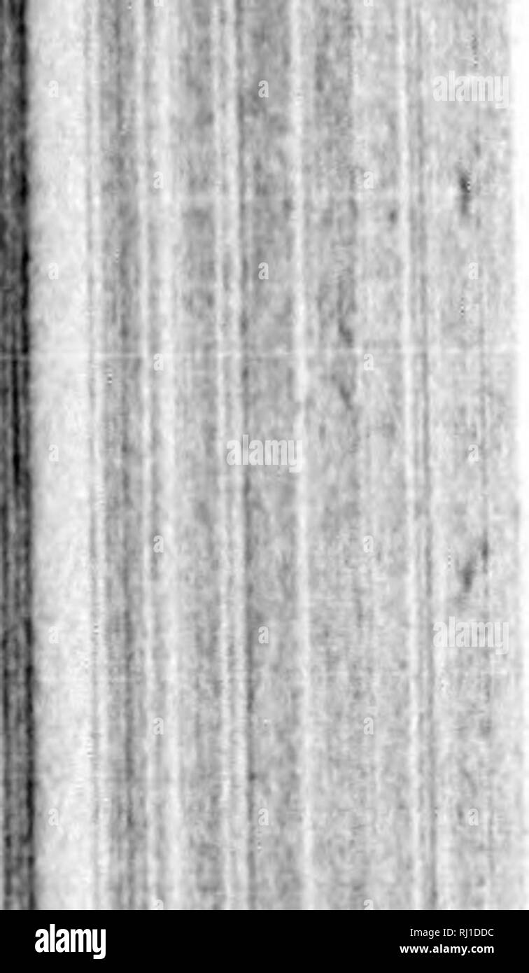 . Handbuch der Moose von Nordamerika [microform]. Moose; Mousse. Y^W^124 BltVACE. E. [Ildrhitla.. 23. B. vinealiS, nraun. Allin] tu Ji. fdllax:]> lantN mehr rohuHt, HliortiT, in kiiuiII rcMhlUli fiMTii^ inotiM tiit 'tN: Icmvcn Hpreadiii^ oder cnrvi mihrt' 'D, Eri "ct-iiiihricati urviMl iiU', 'Wenn "Iry, die xiiouM iippcr flt' an der akuten ajicx nurrouly lanzettlichen, mehr aus der eiförmig haHc; ct) HTA-braun, Huhexcurrcnt; Zellen des hasilar areolation breiter, rectani; ular, chloropliyllose, der oberen Minute, rounve (l, Aubulate: kalyptra erreichen'ng der Mi< Leerlauf der Kapsel, subulate - beake 8 ule Stockfoto