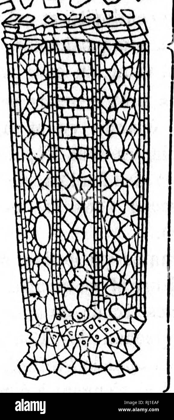 . TraitÃ© Ã©lÃ©mentaire de Botanique [microforme]: À l'usage des Maisons d'Ã©Bildung et des Amateurs qui voudraient se livrer à l'Ã©tude de cette Science sans le Secours d'un maÃ®Tre. Botanique; Plantes; Botanik; Pflanzen. DE LA TIGE. 19 29 1 y dans le Jeune Ã¢ge et endlichen Presque toujours par disparaÃ® tre avec Le Temps, ou par se dessÃ © cher et ne renfermer plus que de l'air. Outre la Bisbal de moelle Centrale dans les dicotylÃ © dones, auf La trouve^ encore dissÃ © minÃ©e dans Toute l'Ã©paisseur du Tronc, par veines qui partant du Centre se rendent jusqu'à l'Ã©Corce, c'est-ce qu'on appelle les Rayon Stockfoto