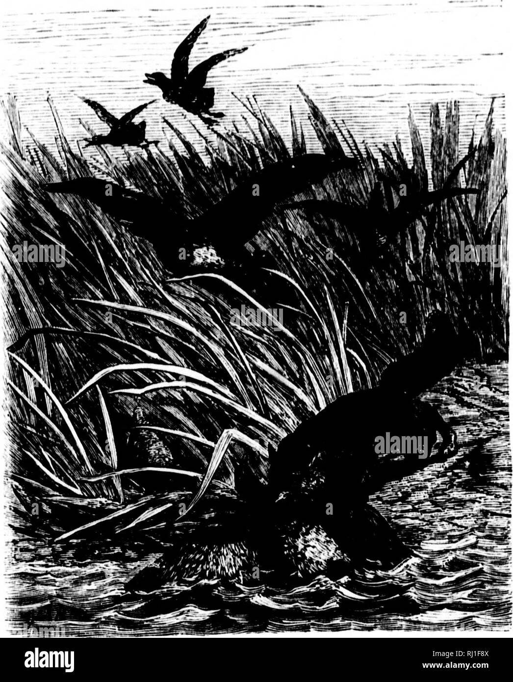 . Chasses dans l'AmÃ©rique du Nord [microforme]. Chasse; Jagd. ! I. KS UACCOONS 79. | Uoi la vermine pelilc m'cÃ¹l volÃ © Tous mes nufs, Auto, voye/- vuus, Massa, c'est son Instinkt à cet Animal de Dekor nicher les.. • ul de (iwtils, de parl - viihjes et de toute Espò ¨ ce d'oiseaux. Nul (juadruprde ne Sait mieux que lui Dekor couvrir sur i | Oeg iirlire Les nids sind placÃ©s. (In jour que nion rnccoon avait i-r. Quitte la Maison, je le Dekor couvris sur ce Grand que vous voyez peuplier lÃ-bas à l'extrÃ©' S. itÃ© de la pelouse. Ce-Rascal, à l'aide de ses pattes, retirait d'un trou de l'Arbre De jeunes pics Stockfoto