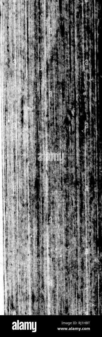 . Des Herrn Peter Kalms... Beschreibung der Reise stirbt er nach dem nÃ¶rdlichen Amerika in den Befehl gedachter Akademie und Ã¶ öffentliche Kosten unternommen hat [microform]. Natural History; Naturgeschichte; Wissenschaftliche Expeditionen; Baron, Baron; ExpÃ©Habungs scientifiques. Â Â Â Â Â Â Â¢â s 1% ich t Sil.;! vt, i3:. Bitte beachten Sie, dass diese Bilder sind von der gescannten Seite Bilder, die digital für die Lesbarkeit verbessert haben mögen - Färbung und Aussehen dieser Abbildungen können nicht perfekt dem Original ähneln. extrahiert. Kalm, Pehr, 1716-1779. Göttingen [Ge Stockfoto