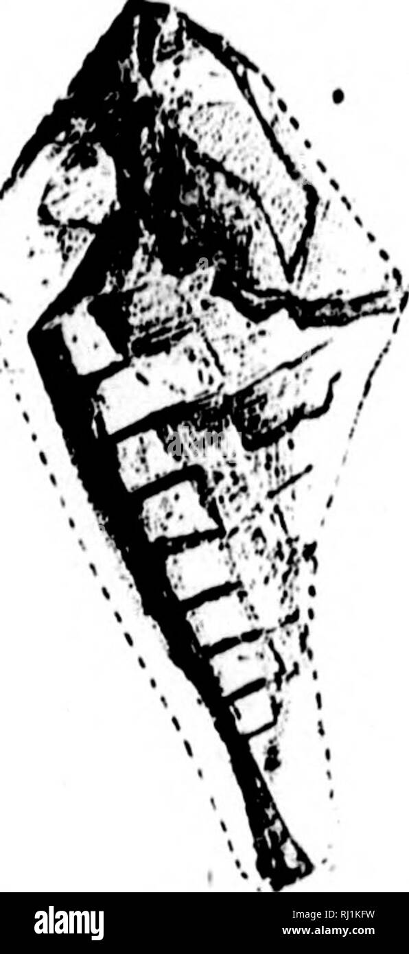 . North American Geologie und Paläontologie für die Verwendung von Laien, Studenten und Wissenschaftler [microform]. Paläontologie; Paläontologie; Geologie; Paléontologie; Paléontologie; Géologie. ^* ivj Abb. 1288.- Maerocarls fiorb. vi. (., 'Arapace Ventile, Abdominal- und Hegments potitabdoinen. Sehr langsam Konus aus dem vierten oder fünften zum postabdomen; postabdomen aus einer kurzen, Erweiterung der Platte, mit einem zentralen Grat oder Linie der Division. Die u "Enus Slrlfjiifiirlit In bekannt nur die fioiii ciiriipiictt Ventile und llif pos-terior enden Sire snbtrnnciiti iruni tlie VfUtral sidf dorsal zu Ilie, Stockfoto
