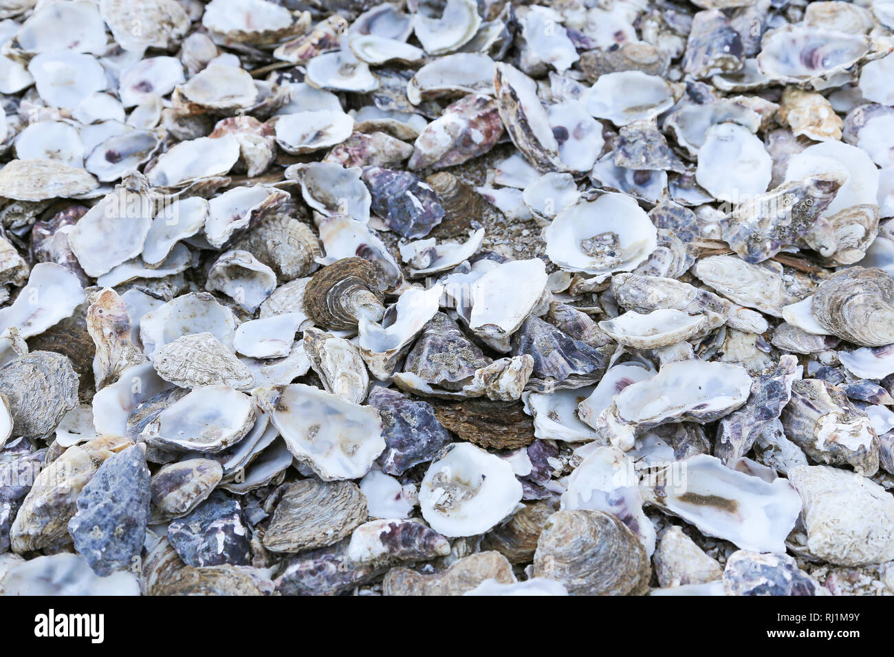 Austernschalen verworfen in Whitstable, Kent, England Stockfoto