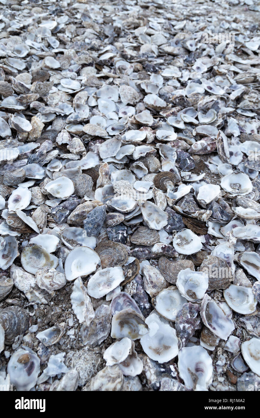 Austernschalen verworfen in Whitstable, Kent, England Stockfoto
