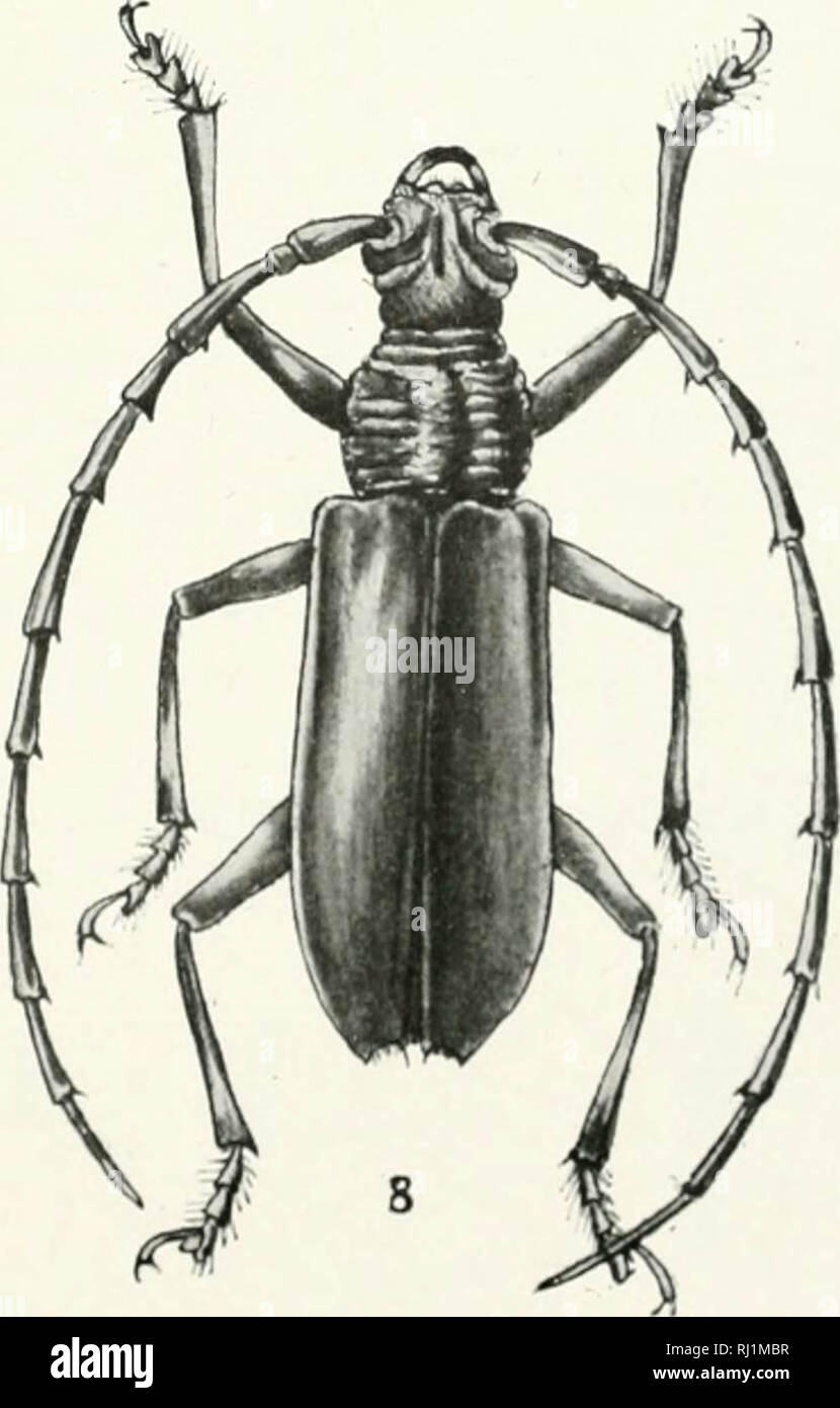 "Indian Forest Insekten von wirtschaftlicher Bedeutung. Coleoptera" (1914) Stockfoto