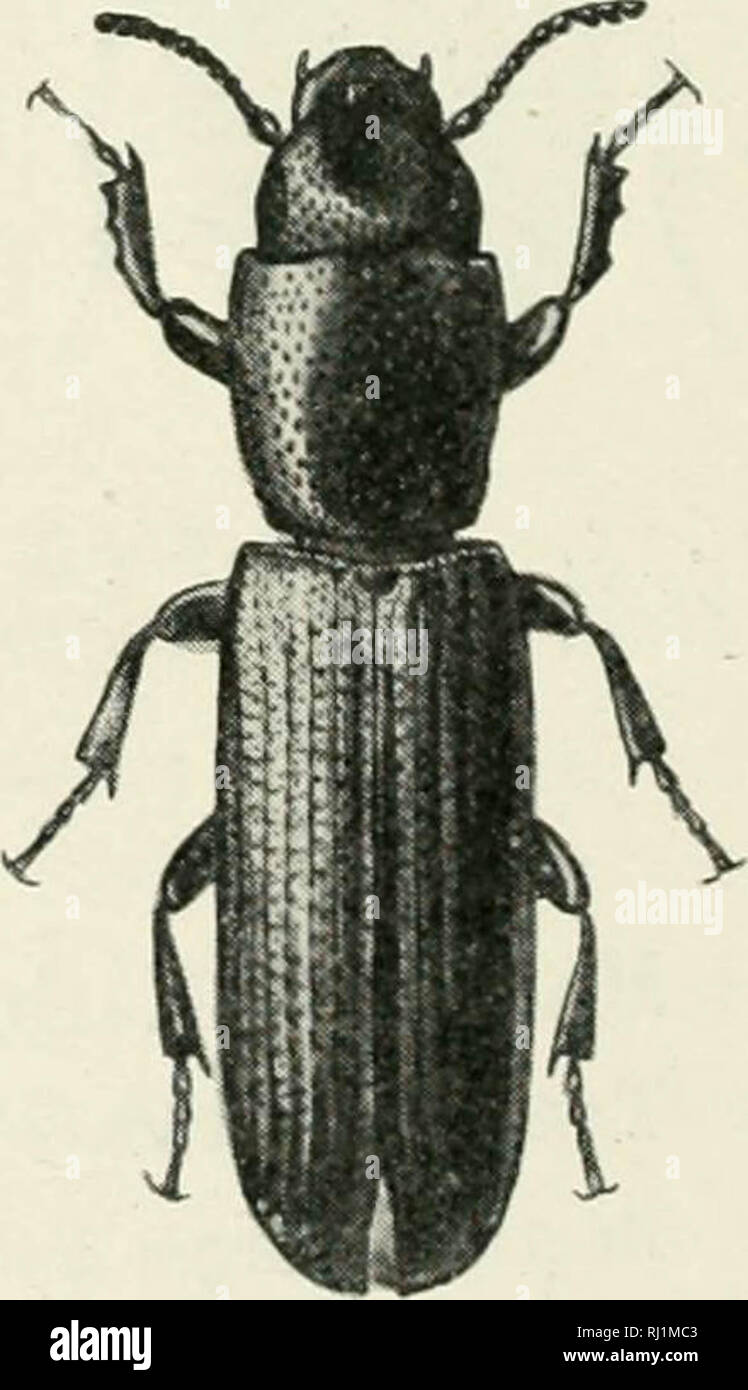 "Indian Forest Insekten von wirtschaftlicher Bedeutung. Coleoptera" (1914) Stockfoto