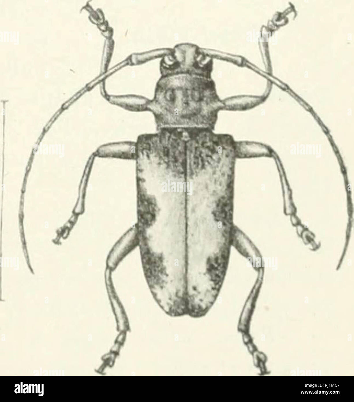 "Indian Forest Insekten von wirtschaftlicher Bedeutung. Coleoptera" (1914) Stockfoto