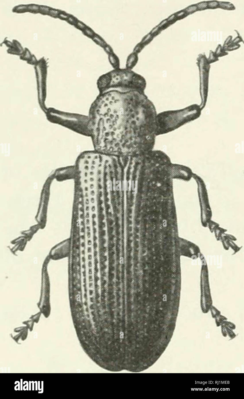 "Indian Forest Insekten von wirtschaftlicher Bedeutung. Coleoptera" (1914) Stockfoto