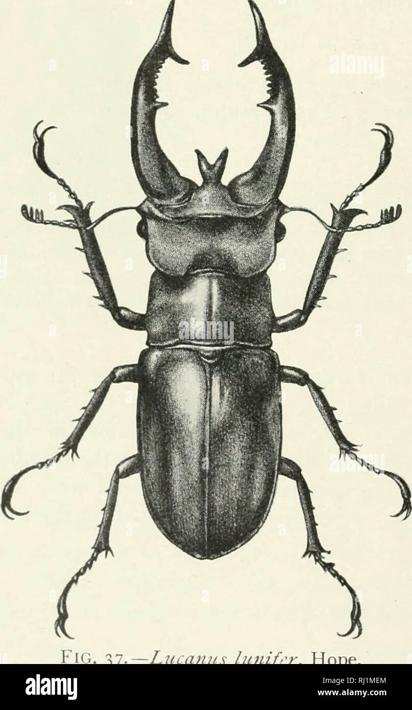 "Indian Forest Insekten von wirtschaftlicher Bedeutung. Coleoptera" (1914) Stockfoto