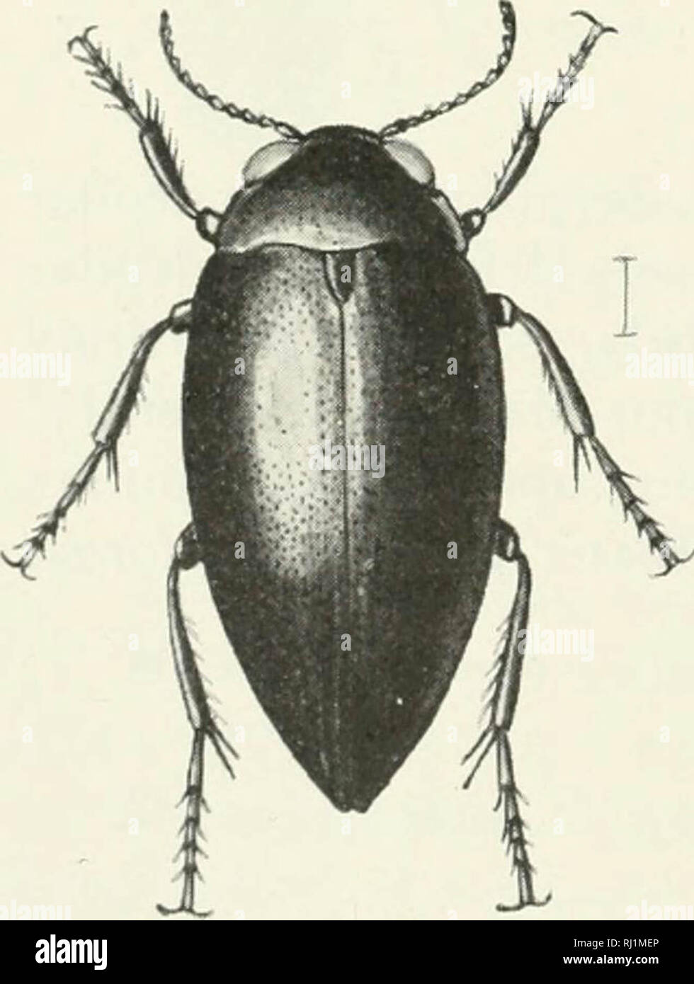 "Indian Forest Insekten von wirtschaftlicher Bedeutung. Coleoptera" (1914) Stockfoto