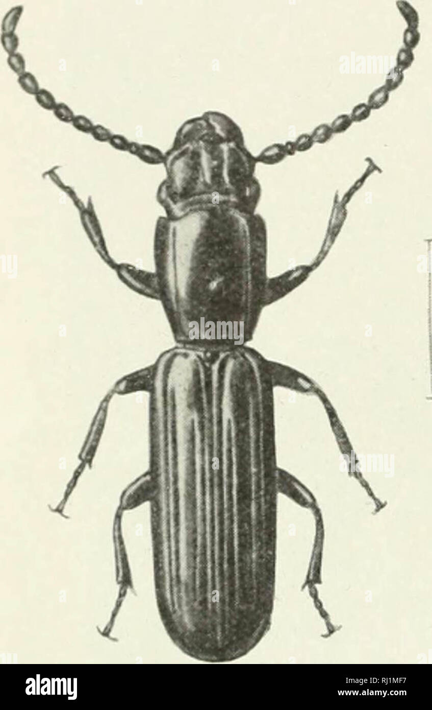 "Indian Forest Insekten von wirtschaftlicher Bedeutung. Coleoptera" (1914) Stockfoto