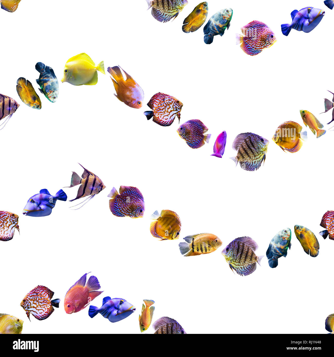 Wellenförmige nahtlose Muster. Bunten Fischen auf einem weißen Hintergrund. Über Natur, Kunst, Tiere, Meer, Fisch. Stockfoto