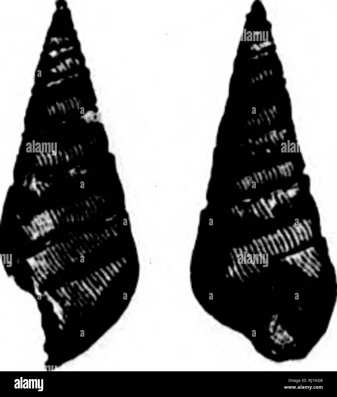 . North American Geologie und Paläontologie für die Verwendung von Laien, Studenten und Wissenschaftler [microform]. Paläontologie; Paläontologie; Geologie; Paléontologie; Paléontologie; Géologie. Fl" 673.- Eotiochus concuviis. Trochus, eine Gattung.] Konische oben, flach oder konkav, und breit und tief umbilicated; Aperture sehr ü-lique und die äusseren Winkel von volutions stark carinated; Oberfläche ornamenta- im Gegensatz zu den oberen und unteren Teile. Typ E... concavuf Concavus. Hall, 1858, (Pleurotomaria con-Cava,) Trans. Alb. Inst., Bd. 4, S. 24, und Bull. Standort. Mus. Nat. Hist., S. 78, Warschau Gr. Eu Stockfoto