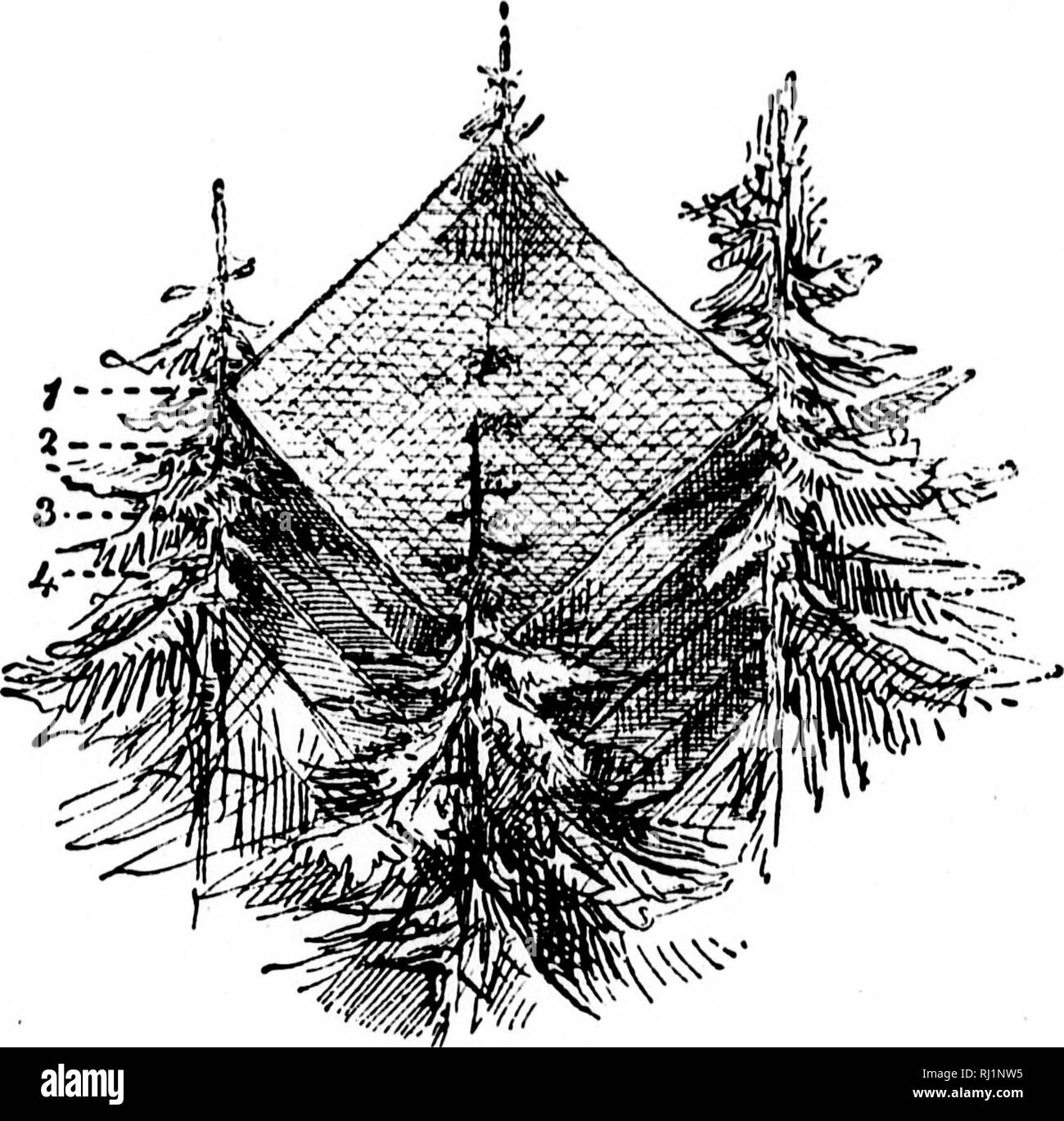 . Die Geschichte der hinteren Spalte der Emin Pascha Relief Expedition [microform]. Explorers; Vögel; Insekten; Explorateurs; Oiseaux; Insectes. Â ¢.'! 1887. Mai 4. Kongo River. 36 GESCHICHTE DER TIIK HÖREN SPALTE. Fluss war durchaus eine Meile und eine Hälfte breit. Die Hügel sind viel niedriger, und auf der Bank der riglit - liand foicst wächst nur am Wasser entlang. Die Landschaft ist insgesamt viel Tamer. Sah einen schönen Pure White Heron (über die Größe unseres gemeinsamen Englischen), viele Sporn - winged Plover, Nashornvögel, und Gänse. Es ein Ich. Diagramm der Web-sites von Spinnen. Â Uhr ,M' ist fast eine völlige Abwesenheit von mauerseglern und swall Stockfoto