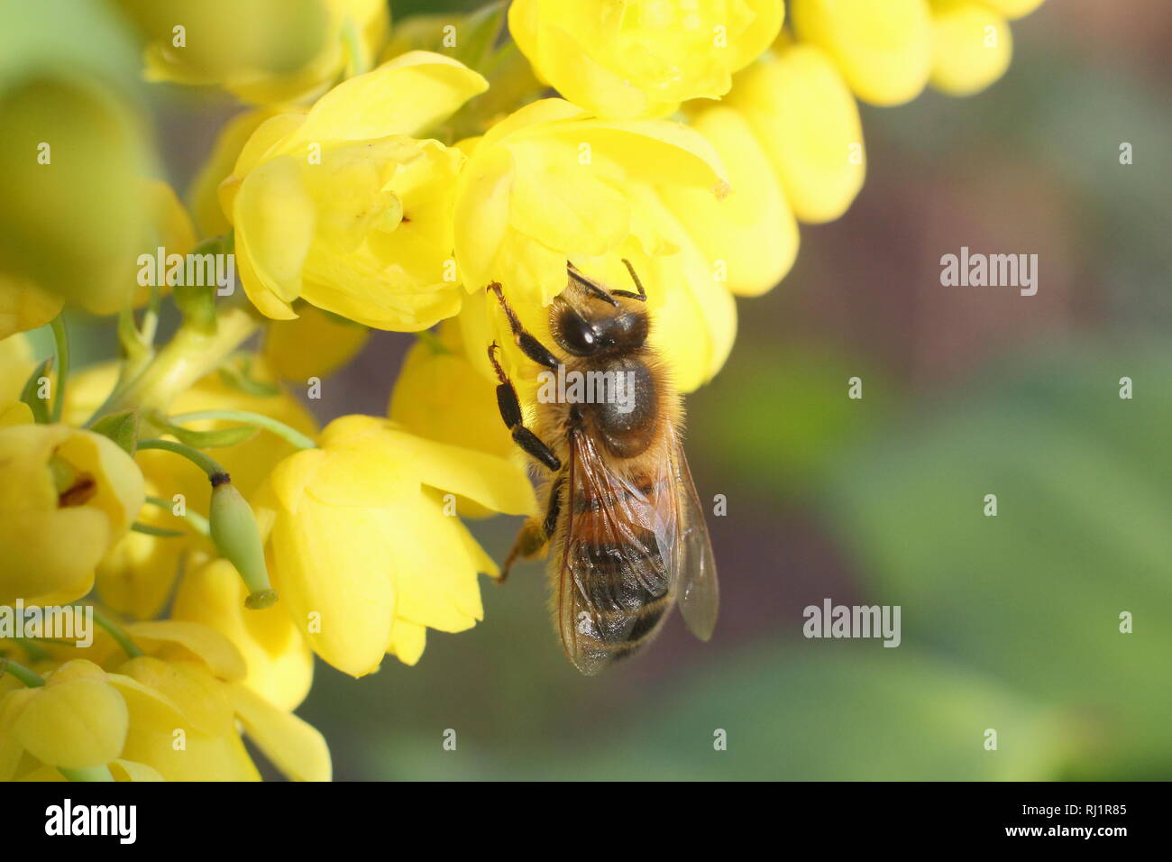 Apis mellifera auf Mahonia x Media 'Winter Sonne'. Honig Biene auf mahonia "Winter Sun" in einem Wintergarten; Dezember, Großbritannien Stockfoto