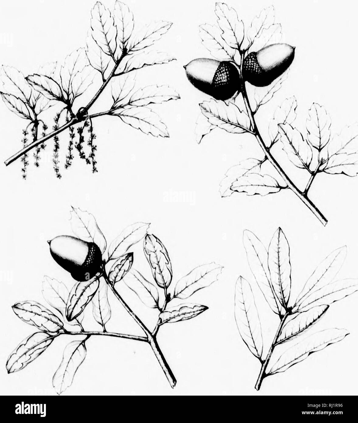 . Die Silva von Nordamerika [microform]: Eine Beschreibung der Baum, natürlich in Nordamerika exklusive von Mexiko wächst. Bäume; Bäume; Dicotyledons; Arbres; Arbres; Dicotylédones. J. Bitte beachten Sie, dass diese Bilder sind von der gescannten Seite Bilder, die digital für die Lesbarkeit verbessert haben mögen - Färbung und Aussehen dieser Abbildungen können nicht perfekt dem Original ähneln. extrahiert. Sargent, Charles Sprague, 1841-1897; Faxon, Charles Edward, 1846-1918. Boston; New York: Houghton Mifflin, Stockfoto