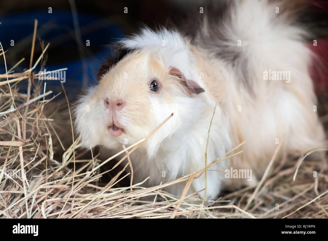 In der Nähe von weißen und braunen Meerschweinchen Stockfoto