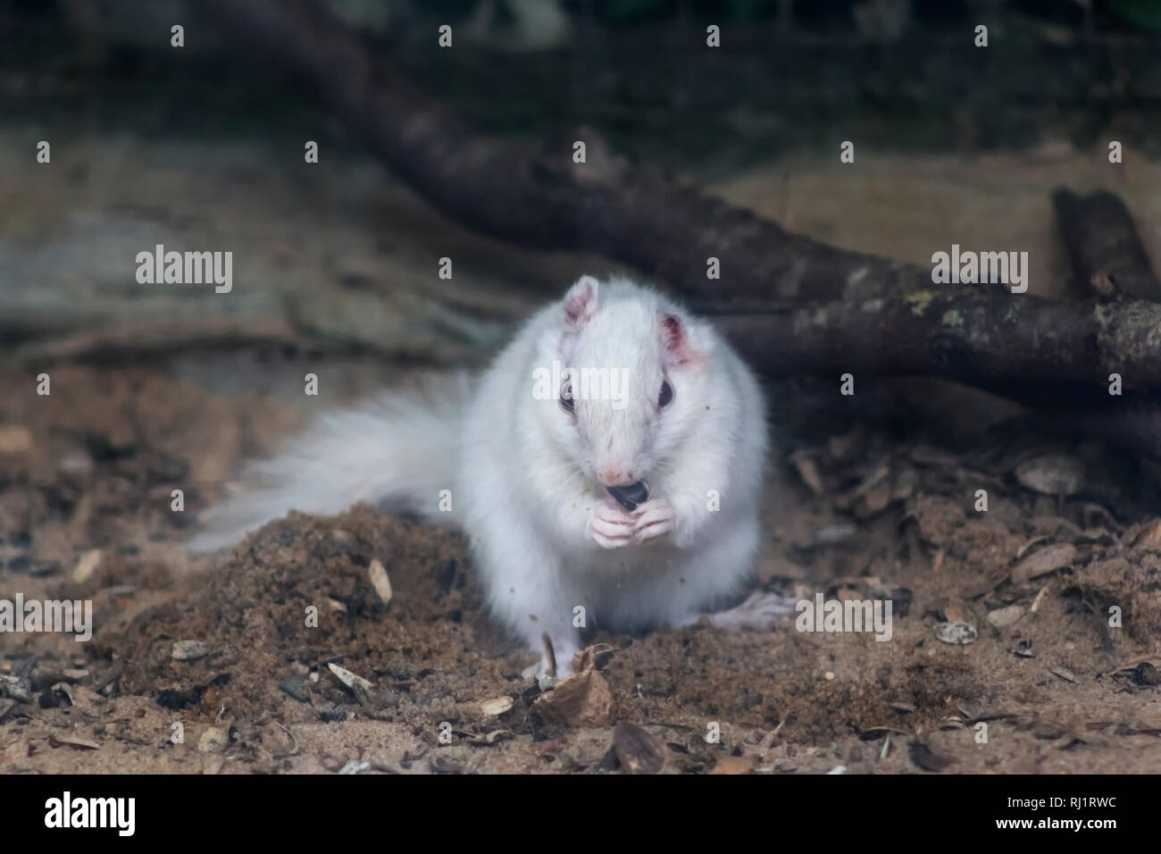 Kleine weiße Eichhörnchen Säugetier essen Samen Stockfoto