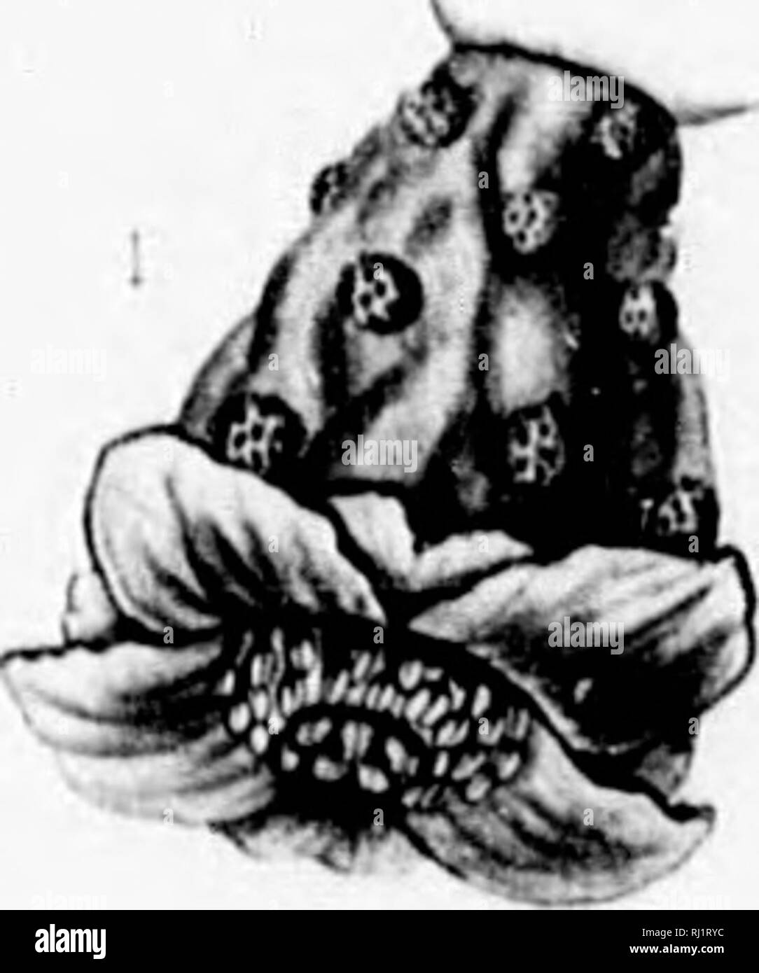 . Die Silva von Nordamerika [microform]: Eine Beschreibung der Baum, natürlich in Nordamerika exklusive von Mexiko wächst. Bäume; Bäume; Arbres; Arbres. • N. Bitte beachten Sie, dass diese Bilder sind von der gescannten Seite Bilder, die digital für die Lesbarkeit verbessert haben mögen - Färbung und Aussehen dieser Abbildungen können nicht perfekt dem Original ähneln. extrahiert. Sargent, Charles Sprague, 1841-1897; Faxon, Charles Edward, 1846-1918. Boston; New York: Houghton Mifflin, Stockfoto