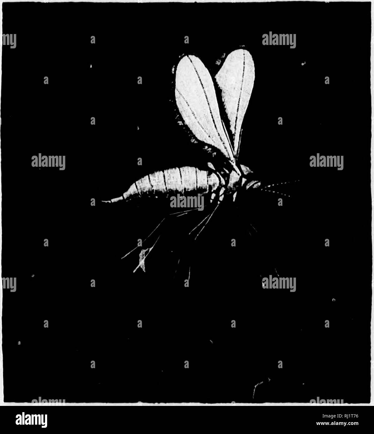 . Taschenlampen auf Natur [microform]. Insekten; Pflanzen; Insectes; Plantes. Ein P'OREiGN Invasion von England 289 1 Puppe mit Chromringen; t, die) r Sie viel Schwarz ur alten beobachten Bösen - Igs (mit lantenna? Ein sehr geschwollen Aka fliegt legt Ihre auf der [n Feder (eine zweite Brut) auf den neuen Keimung der Gerste. Eine fleißige Frau, die Herr Klopfen zugesehen, so festgelegt seien nicht weniger als 158 Eier auf sechs verschiedene Pflanzen, während weitere 80 auf einem einzigen Blatt gelegt. Er hat in vielen Fällen in der gleichen Weise angegeben, und alle eine erstaunlich hohe matu- nen. Die Eier sind extrem Minute und sind p Stockfoto