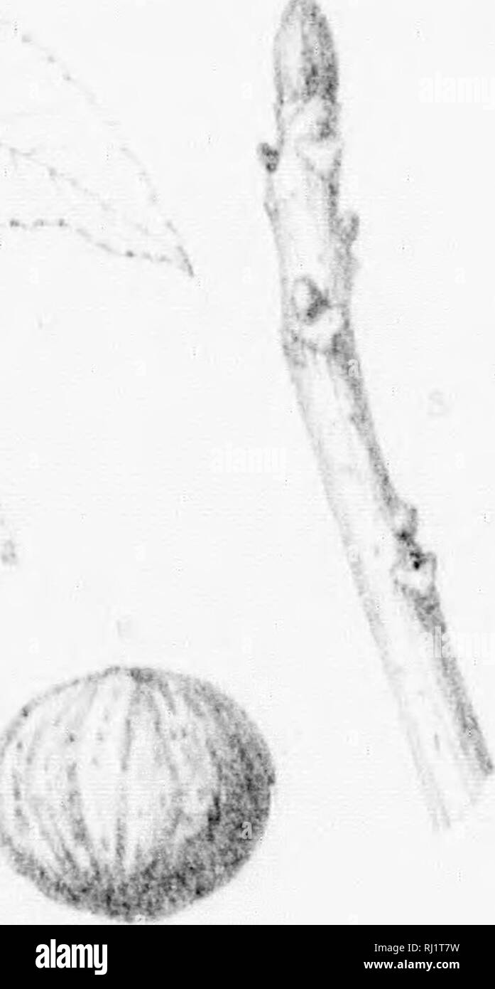 . Die Silva von Nordamerika [microform]: Eine Beschreibung der Baum, natürlich in Nordamerika exklusive von Mexiko wächst. Bäume; Bäume; Dicotyledons; Arbres; Arbres; DicotylÃ © dones. Registerkarte CCCXXXVll. ll/â ORNU. Bitte beachten Sie, dass diese Bilder sind von der gescannten Seite Bilder, die digital für die Lesbarkeit verbessert haben mögen - Färbung und Aussehen dieser Abbildungen können nicht perfekt dem Original ähneln. extrahiert. Sargent, Charles Sprague, 1841-1897; Faxon, Charles Edward, 1846-1918. Boston; New York: Houghton Mifflin, Stockfoto