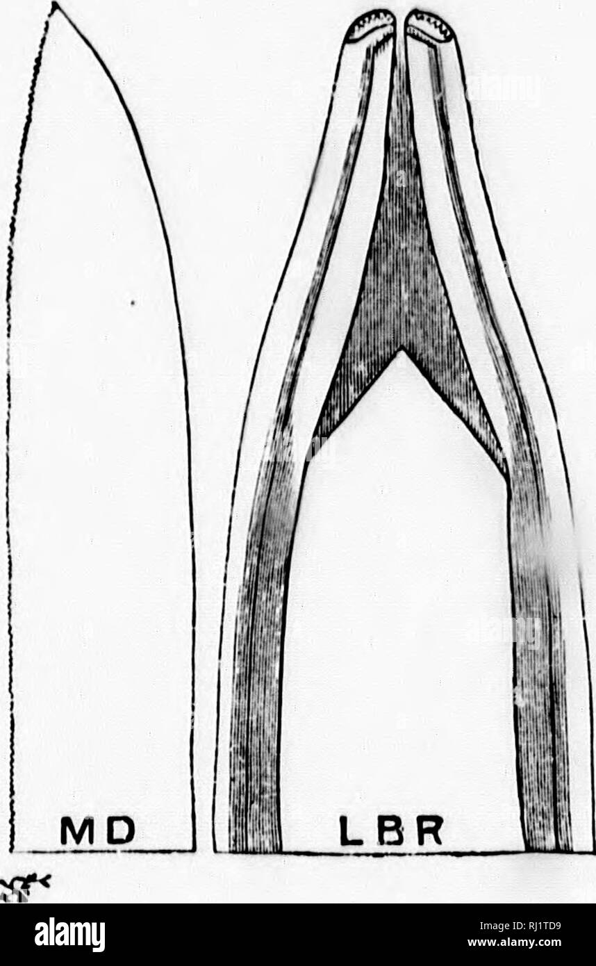 . Taschenlampen auf Natur [microform]. Insekten; Pflanzen; Insectes; Plantes. 25^Taschenlampen auf die Natur dann kommen die Lanzetten, die lappers und die tonjfjie und hist aller, die Unterlippe. In Nr. 12, das noch mehr Ni^ hly Ma^^ nified, haben wir die wesentlichen Teile der Blut - suckinjf Apparate ganz klar fv) r us. Hier LBR ist die Spitze des Labrum, oder Oberlippe, bilden die Front des; 4 roove oder Hülle, in der die Lanzen. Sein Ende ist stumpf, damit er gedrückt werden schließen aj^ ainst die Minute Loch gebildet durch die Lanzen. MI) ist die scharfe Spitze einer der zwei Lanzen, mit seiner s Stockfoto