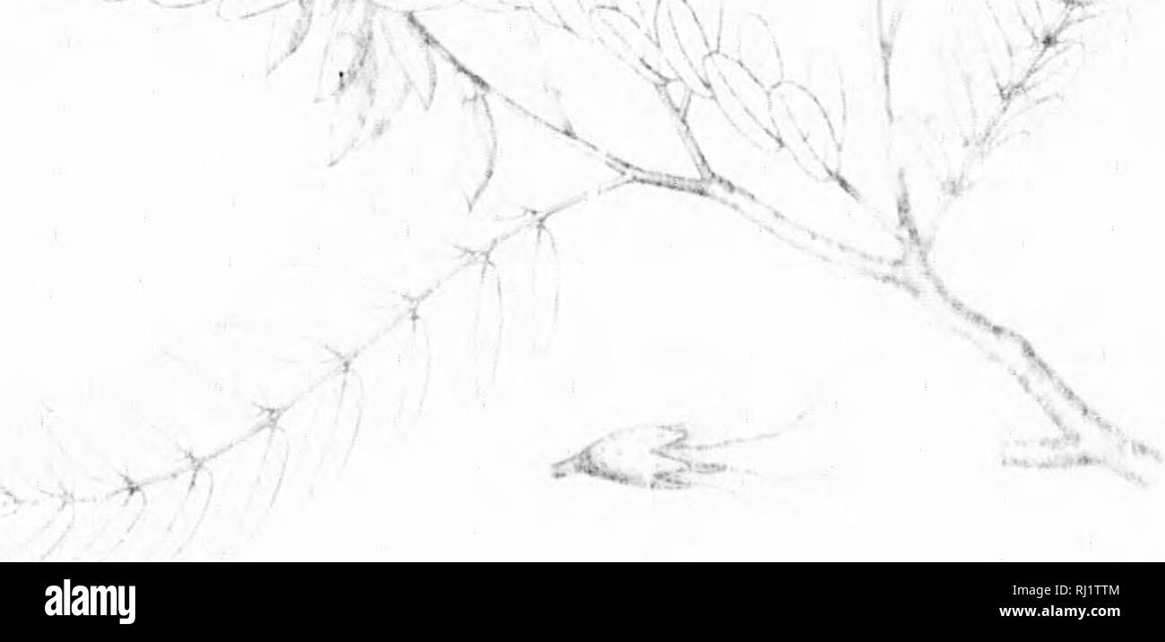 . Die Silva von Nordamerika [microform]: Eine Beschreibung der Bäume, die natürlich in Nordamerika exklusive von Mexiko wächst. Bäume; Bäume; Dicotyledons; Arbres; Arbres; Dicotylédones. -."-Hf (. ".. ^. .:." 5^-XX * J^V^^" (ich ijf: J i'&gt;". Bitte beachten Sie, dass diese Bilder sind von der gescannten Seite Bilder, die digital für die Lesbarkeit verbessert haben mögen - Färbung und Aussehen dieser Abbildungen können nicht perfekt dem Original ähneln. extrahiert. Sargent, Charles Sprague, 1841-1897; Faxon, Charles Edward, 1846-1918. Boston; New York: Houghton Mifflin, Stockfoto