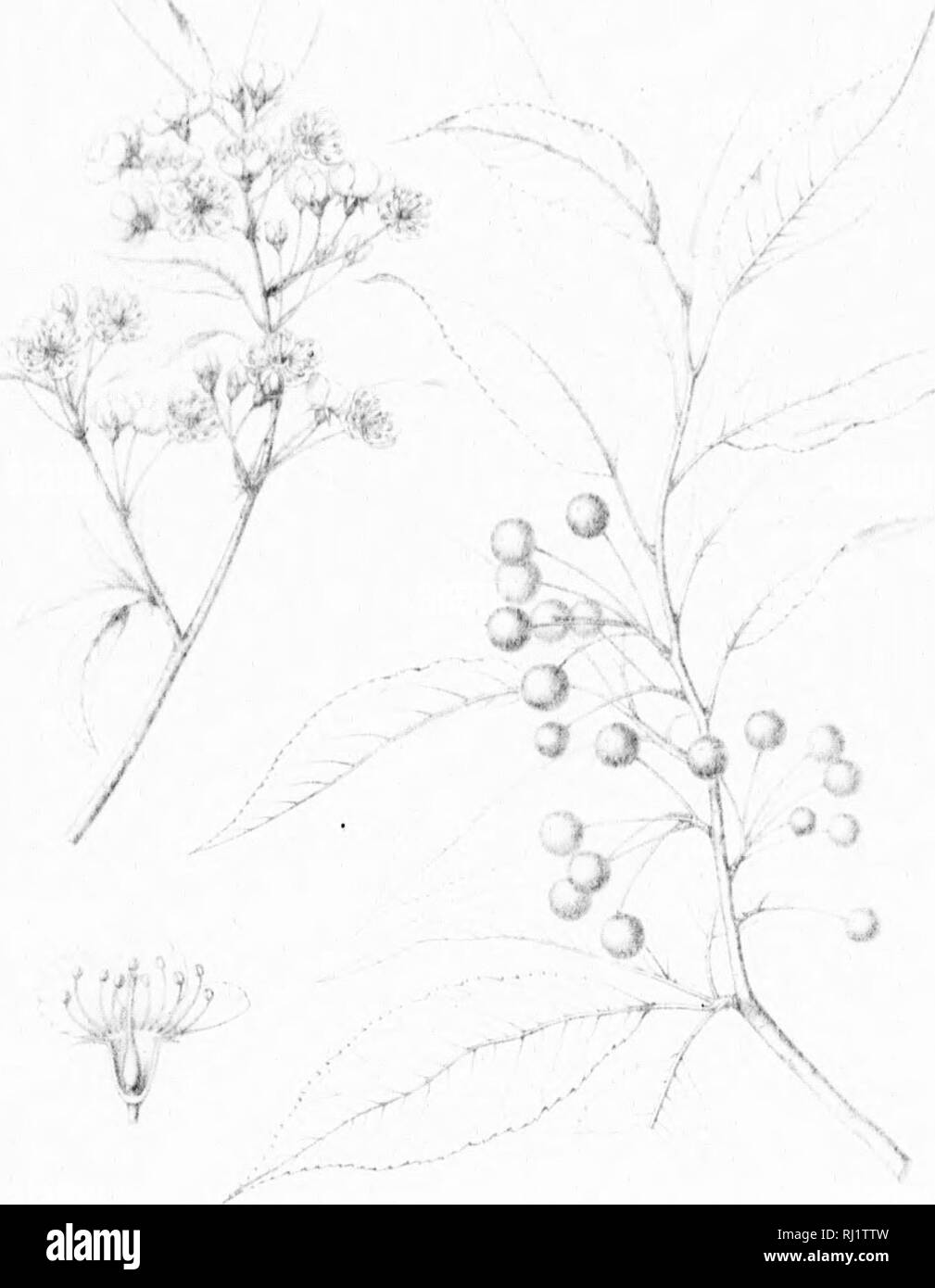 . Die Silva von Nordamerika [microform]: Eine Beschreibung der Bäume, die natürlich in Nordamerika exklusive von Mexiko wächst. Bäume; Bäume; Dicotyledons; Arbres; Arbres; DicotylÃ © dones. %1 ^J 1 k f)-y^1, 1 i1 1!l i i Bitte beachten Sie, dass diese Bilder sind von der gescannten Seite Bilder, die digital für die Lesbarkeit verbessert haben mögen - Färbung und Aussehen dieser Abbildungen können nicht perfekt dem Original ähneln. extrahiert. Sargent, Charles Sprague, 1841-1897; Faxon, Charles Edward, 1846-1918. Boston; New York: Houghton Mifflin, Stockfoto