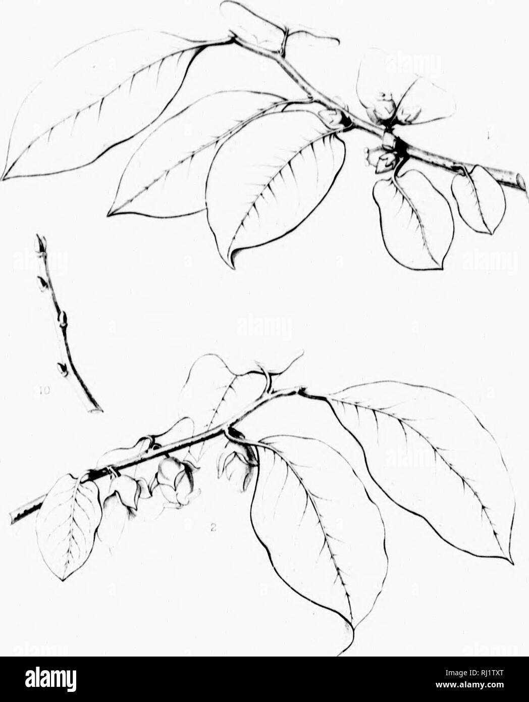 . Die Silva von Nordamerika [microform]: Eine Beschreibung der Baum, natürlich in Nordamerika exklusive von Mexiko wächst. Bäume; Bäume; Dicotyledons; Arbres; Arbres; Dicotylédones. Ich. ^ L. Bitte beachten Sie, dass diese Bilder sind von der gescannten Seite Bilder, die digital für die Lesbarkeit verbessert haben mögen - Färbung und Aussehen dieser Abbildungen können nicht perfekt dem Original ähneln. extrahiert. Sargent, Charles Sprague, 1841-1897; Faxon, Charles Edward, 1846-1918. Boston; New York: Houghton Mifflin, Stockfoto