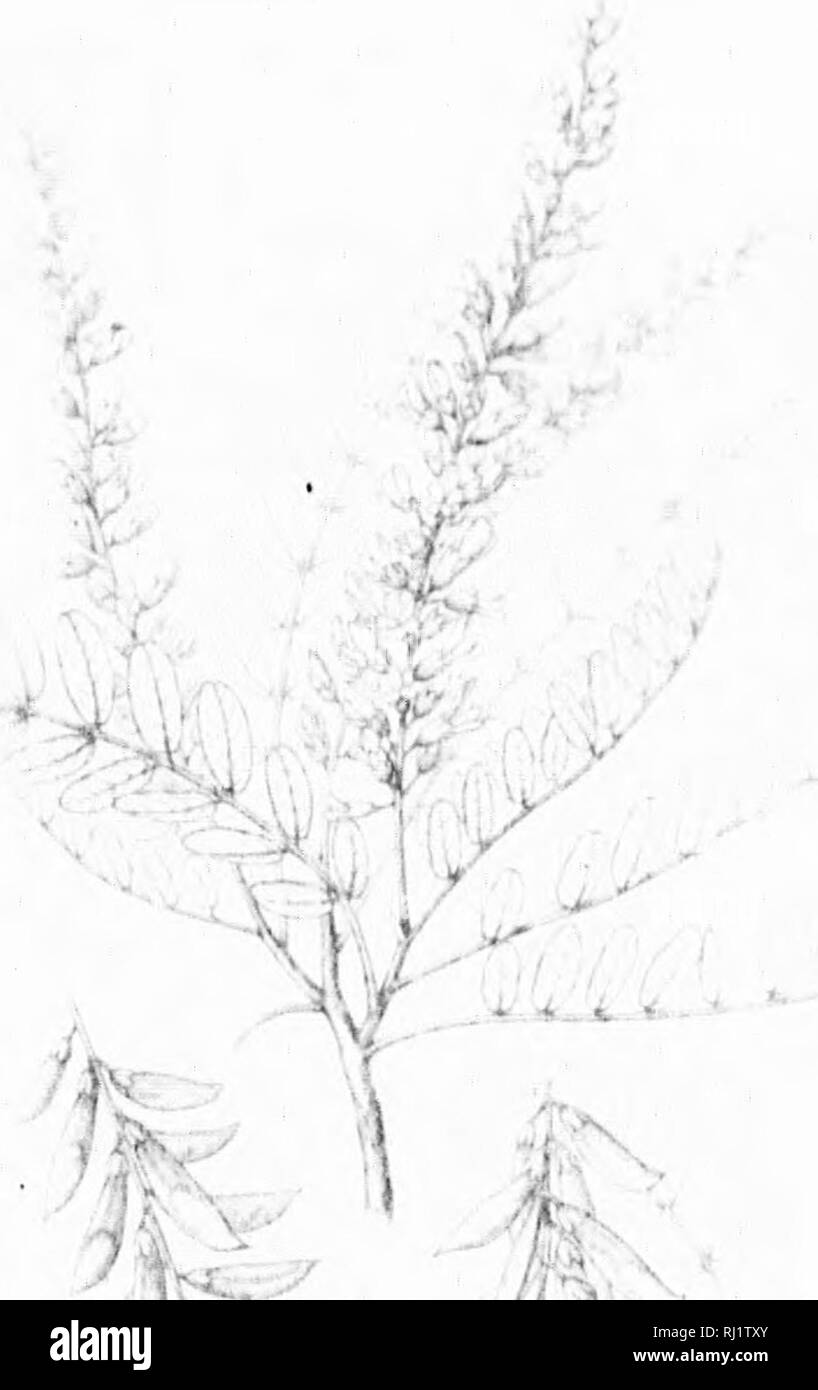 . Die Silva von Nordamerika [microform]: Eine Beschreibung der Bäume, die natürlich in Nordamerika exklusive von Mexiko wächst. Bäume; Bäume; Dicotyledons; Arbres; Arbres; Dicotylédones. -."-Hf (. ".. Bitte beachten Sie, dass diese Bilder sind von der gescannten Seite Bilder, die digital für die Lesbarkeit verbessert haben mögen - Färbung und Aussehen dieser Abbildungen können nicht perfekt dem Original ähneln. extrahiert. Sargent, Charles Sprague, 1841-1897; Faxon, Charles Edward, 1846-1918. Boston; New York: Houghton Mifflin, Stockfoto