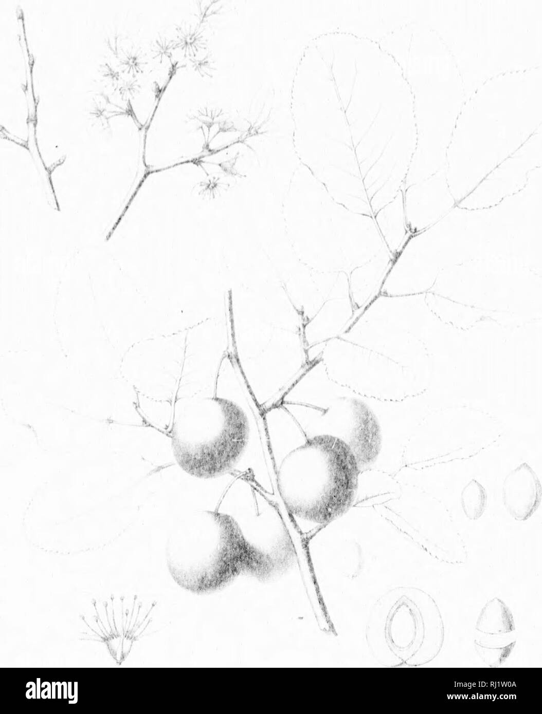 . Die Silva von Nordamerika [microform]: Eine Beschreibung der Bäume, die natürlich in Nordamerika exklusive von Mexiko wächst. Bäume; Bäume; Dicotyledons; Arbres; Arbres; Dicotylédones. . Bitte beachten Sie, dass diese Bilder sind von der gescannten Seite Bilder, die digital für die Lesbarkeit verbessert haben mögen - Färbung und Aussehen dieser Abbildungen können nicht perfekt dem Original ähneln. extrahiert. Sargent, Charles Sprague, 1841-1897; Faxon, Charles Edward, 1846-1918. Boston; New York: Houghton Mifflin, Stockfoto