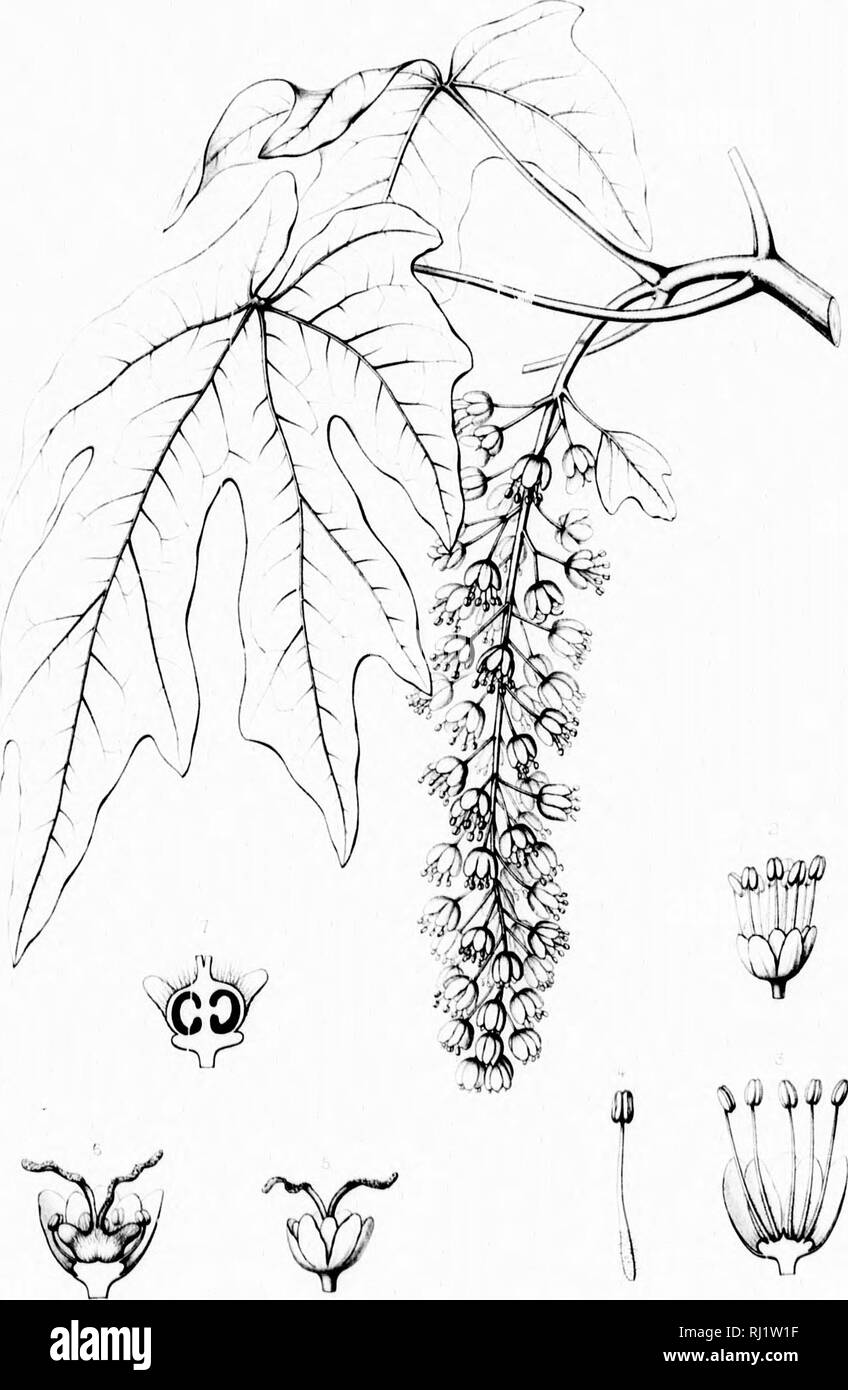 . Die Silva von Nordamerika [microform]: Eine Beschreibung der Bäume, die natürlich in Nordamerika exklusive von Mexiko wächst. Bäume; Bäume; Dicotyledons; Arbres; Arbres; DicotylÃ © dones. A..fj.. Suva von Mor'h Ein '.'.- rica. ; Vmi" .1 (â 'A' il."! ,L'-.' ACER MACROPHYLLUM. iVsh" / ivai â¢ tirtr. Bitte beachten Sie, dass diese Bilder sind von der gescannten Seite Bilder, die digital für die Lesbarkeit verbessert haben mögen - Färbung und Aussehen dieser Abbildungen können nicht perfekt dem Original ähneln. extrahiert. Sargent, Charles Sprague, 1841-1897; Faxon, Charles Edward, 1846-1918. Bos Stockfoto