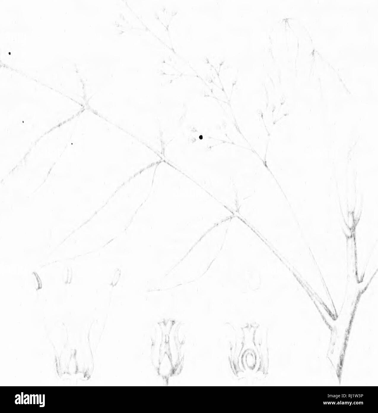 . Die Silva von Nordamerika [microform]: Eine Beschreibung der Bäume, die natürlich in Nordamerika exklusive von Mexiko wächst. Bäume; Bäume; Dicotyledons; Arbres; Arbres; Dicotylédones. JJ^ J.h n I&lt; ich III. Bitte beachten Sie, dass diese Bilder sind von der gescannten Seite Bilder, die digital für die Lesbarkeit verbessert haben mögen - Färbung und Aussehen dieser Abbildungen können nicht perfekt dem Original ähneln. extrahiert. Sargent, Charles Sprague, 1841-1897; Faxon, Charles Edward, 1846-1918. Boston; New York: Houghton Mifflin, Stockfoto