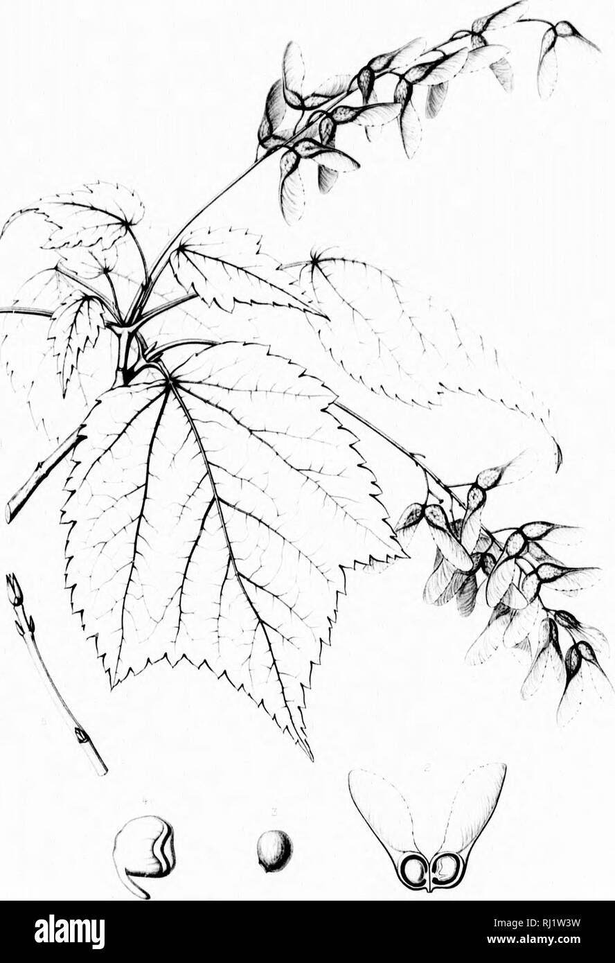 . Die Silva von Nordamerika [microform]: Eine Beschreibung der Bäume, die natürlich in Nordamerika exklusive von Mexiko wächst. Bäume; Bäume; Dicotyledons; Arbres; Arbres; DicotylÃ © dones. h. ACER SPICATUM. (IV.-&gt;/-"".&gt;,/u^i'â,;;;;;;;;'.,....,, "Ich&lt;.'=tmBMsumiiamiil. Bitte beachten Sie, dass diese Bilder sind von der gescannten Seite Bilder, die digital für die Lesbarkeit verbessert haben mögen - Färbung und Aussehen dieser Abbildungen können nicht perfekt dem Original ähneln. extrahiert. Sargent, Charles Sprague, 1841-1897; Faxon, Charles Edward, 1846-1918. Boston, New York: Hough Stockfoto