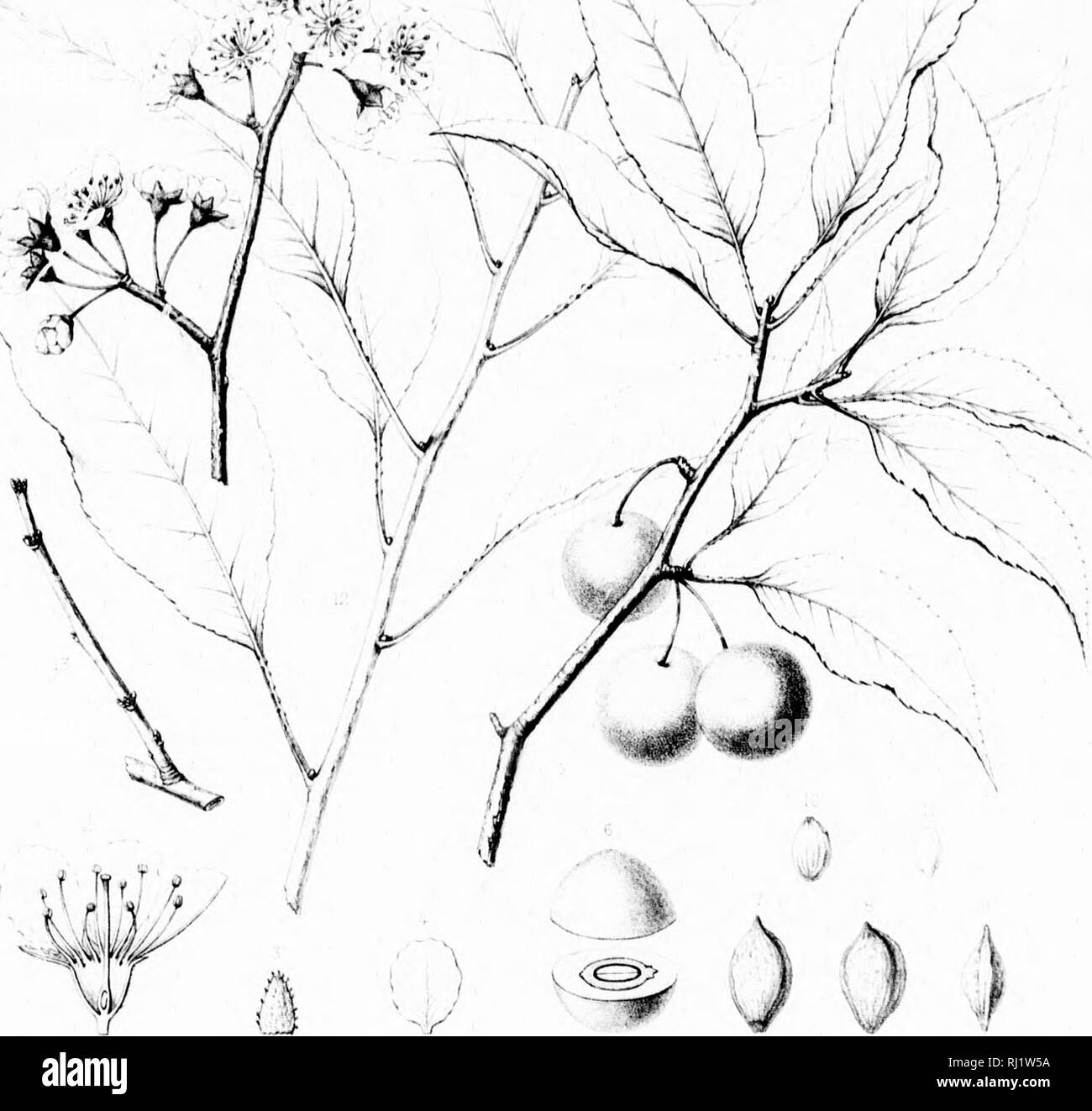 . Die Silva von Nordamerika [microform]: Eine Beschreibung der Bäume, die natürlich in Nordamerika exklusive von Mexiko wächst. Bäume; Bäume; Dicotyledons; Arbres; Arbres; Dicotylédones. /"^^N/." {. "Ich?. e. PRUNUS HORTULANA;.";, ., /, v, r,: V. ,'";/'/V "itfithr'', tr:.. Bitte beachten Sie, dass diese Bilder sind von der gescannten Seite Bilder, die digital für die Lesbarkeit verbessert haben mögen - Färbung und Aussehen dieser Abbildungen können nicht perfekt dem Original ähneln. extrahiert. Sargent, Charles Sprague, 1841-1897; Faxon, Charles Edward, 1846-1918. Boston, New York: Stockfoto