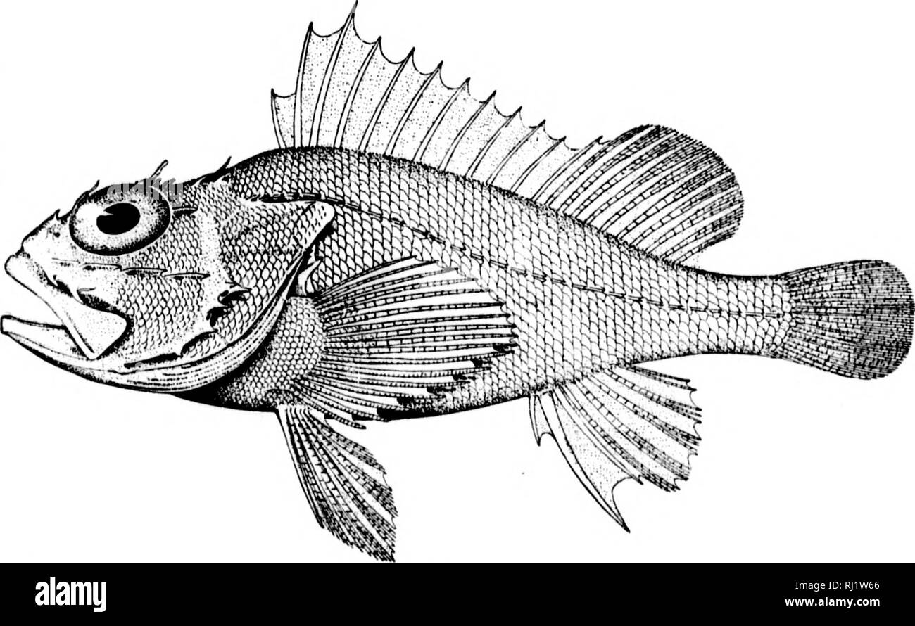 . Die Fische aus Nord- und Mittelamerika [microform]: Ein beschreibender Katalog der Fischarten - wie Wirbeltiere in den Gewässern der Nordamerika gefunden, nördlich des Isthmus von Panama. Fische, Fische, Poissons; Poissons. 672. era 672. SCORP. KNA r. KANIHCOKNlS. (S. IHriO. ) 673. PONTINUH MACKOLEPIS. '' S. 1 H 55.)-- ^.'.^-.-*-. Bitte beachten Sie, dass diese Bilder sind von der gescannten Seite Bilder, die digital für die Lesbarkeit verbessert haben mögen - Färbung und Aussehen dieser Abbildungen können nicht perfekt dem Original ähneln. extrahiert. Jordan, David Starr, 1851-1931; Evermann, Barto Stockfoto