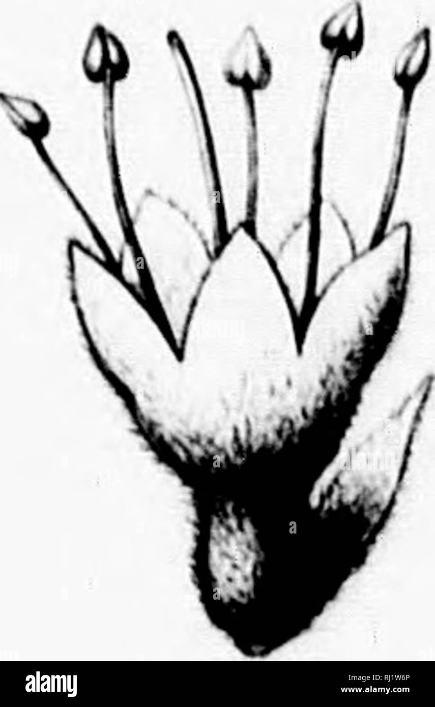 . Die Silva von Nordamerika [microform]: Eine Beschreibung der Bäume, die natürlich in Nordamerika exklusive von Mexiko wächst. Bäume; Bäume; Dicotyledons; Arbres; Arbres; Dicotylédones. l?y-Sr-Q J y. Bitte beachten Sie, dass diese Bilder sind von der gescannten Seite Bilder, die digital für die Lesbarkeit verbessert haben mögen - Färbung und Aussehen dieser Abbildungen können nicht perfekt dem Original ähneln. extrahiert. Sargent, Charles Sprague, 1841-1897; Faxon, Charles Edward, 1846-1918. Boston; New York: Houghton Mifflin, Stockfoto