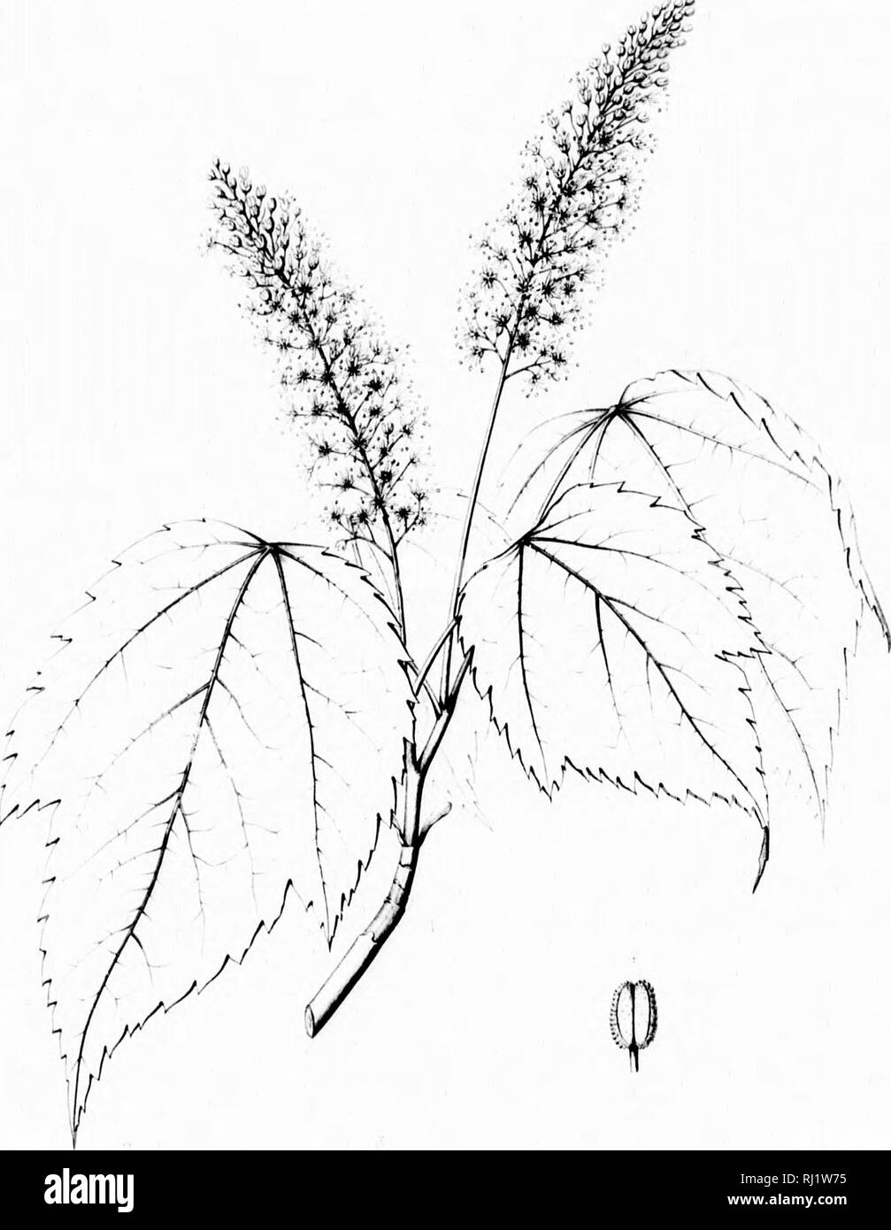 . Die Silva von Nordamerika [microform]: Eine Beschreibung der Bäume, die natürlich in Nordamerika exklusive von Mexiko wächst. Bäume; Bäume; Dicotyledons; Arbres; Arbres; Dicotylédones. w. orlh Alri'-r:. % ^. Ich&gt; u. Bitte beachten Sie, dass diese Bilder sind von der gescannten Seite Bilder, die digital für die Lesbarkeit verbessert haben mögen - Färbung und Aussehen dieser Abbildungen können nicht perfekt dem Original ähneln. extrahiert. Sargent, Charles Sprague, 1841-1897; Faxon, Charles Edward, 1846-1918. Boston; New York: Houghton Mifflin, Stockfoto