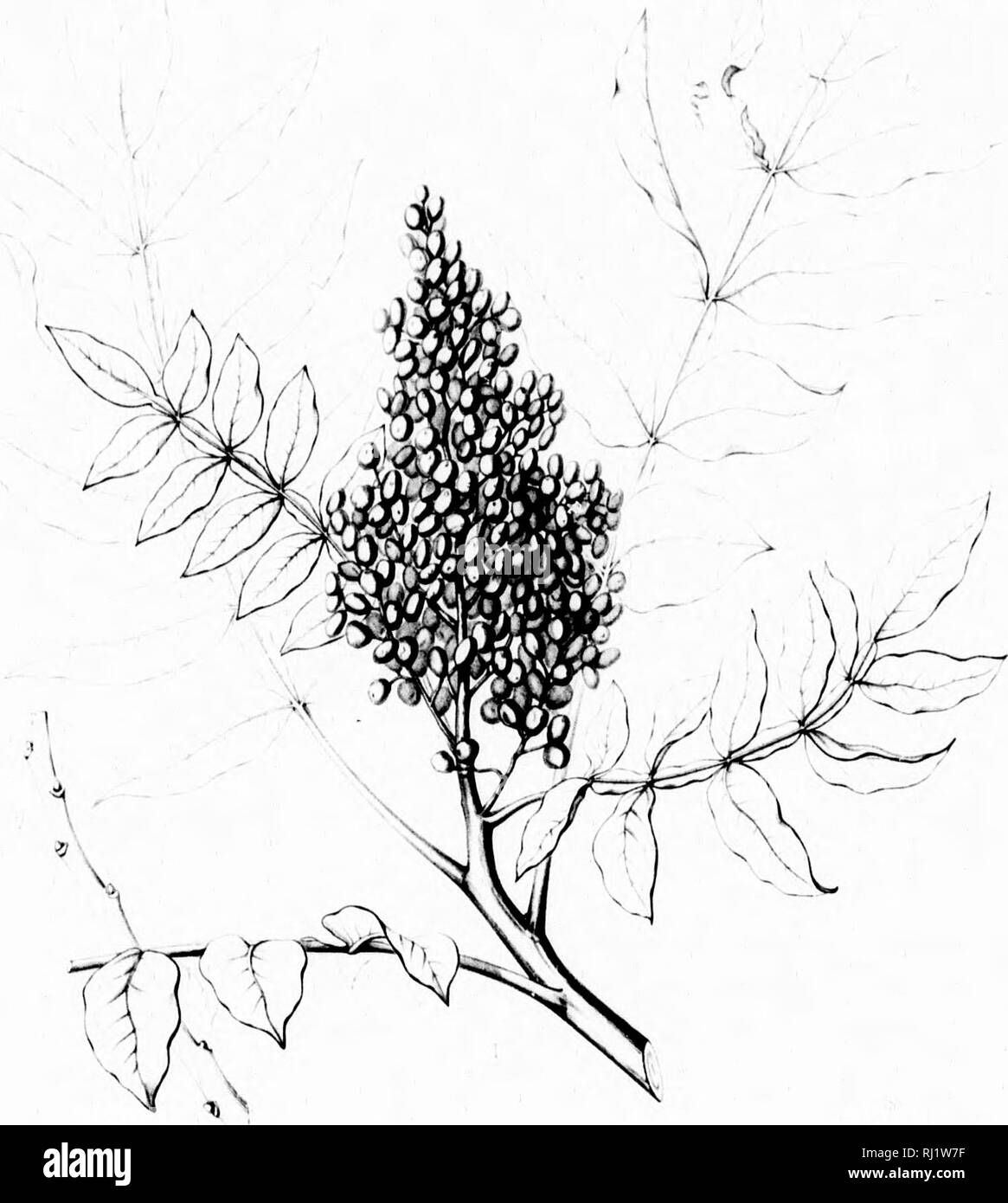 . Die Silva von Nordamerika [microform]: Eine Beschreibung der Bäume, die natürlich in Nordamerika exklusive von Mexiko wächst. Bäume; Bäume; Dicotyledons; Arbres; Arbres; Dicotylédones. "Ich Ich Ich. Ariitrh II. :). Bitte beachten Sie, dass diese Bilder sind von der gescannten Seite Bilder, die digital für die Lesbarkeit verbessert haben mögen - Färbung und Aussehen dieser Abbildungen können nicht perfekt dem Original ähneln. extrahiert. Sargent, Charles Sprague, 1841-1897; Faxon, Charles Edward, 1846-1918. Boston; New York: Houghton Mifflin, Stockfoto