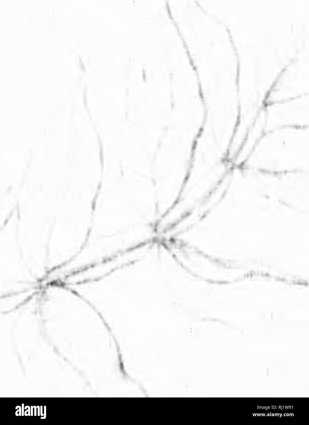 . Die Silva von Nordamerika [microform]: Eine Beschreibung der Bäume, die natürlich in Nordamerika exklusive von Mexiko wächst. Bäume; Bäume; Dicotyledons; Arbres; Arbres; Dicotylédones. } R. o o^. Bitte beachten Sie, dass diese Bilder sind von der gescannten Seite Bilder, die digital für die Lesbarkeit verbessert haben mögen - Färbung und Aussehen dieser Abbildungen können nicht perfekt dem Original ähneln. extrahiert. Sargent, Charles Sprague, 1841-1897; Faxon, Charles Edward, 1846-1918. Boston; New York: Houghton Mifflin, Stockfoto