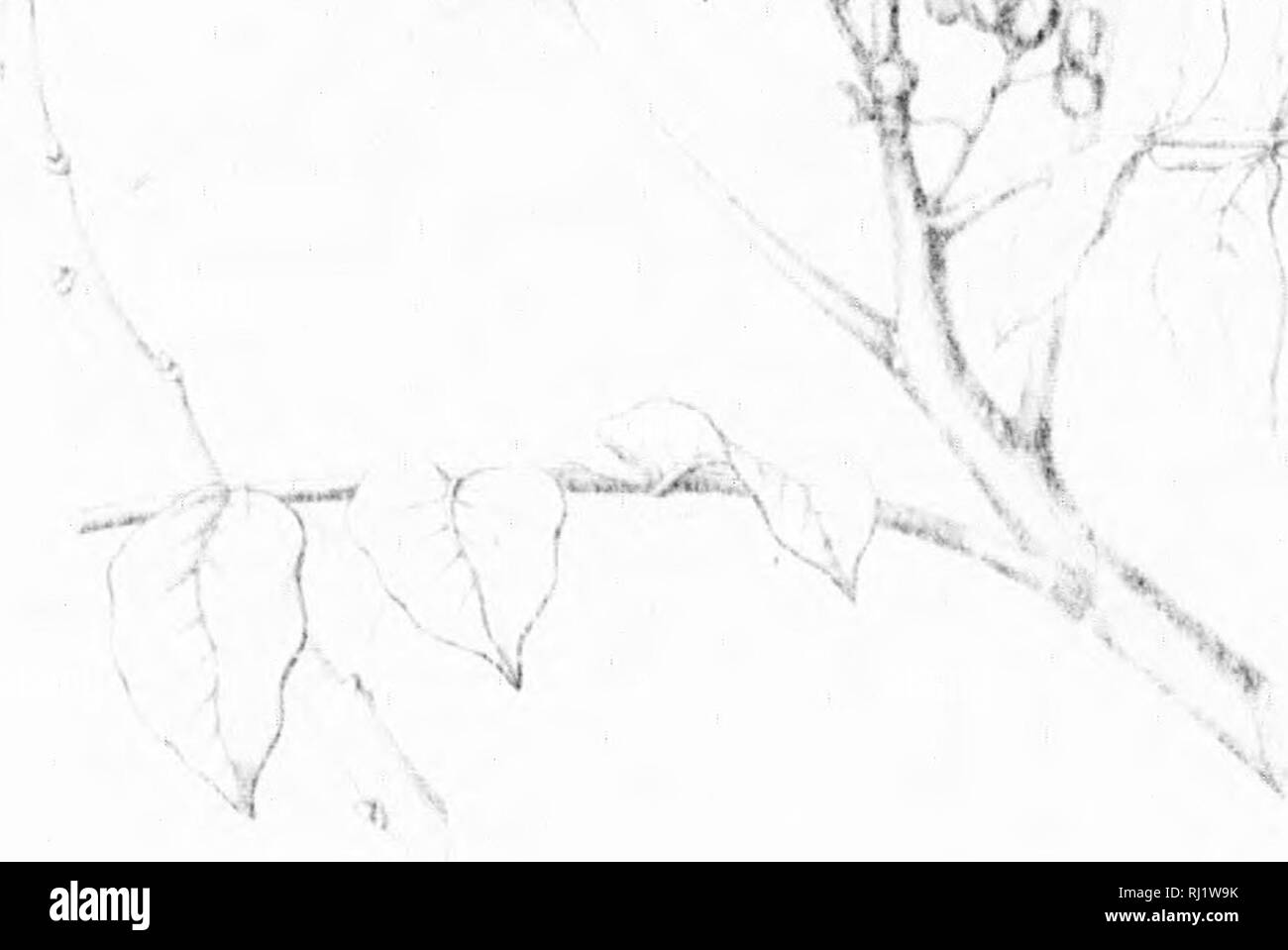 . Die Silva von Nordamerika [microform]: Eine Beschreibung der Bäume, die natürlich in Nordamerika exklusive von Mexiko wächst. Bäume; Bäume; Dicotyledons; Arbres; Arbres; Dicotylédones. m m w fc ^^T^H*. } R. Bitte beachten Sie, dass diese Bilder sind von der gescannten Seite Bilder, die digital für die Lesbarkeit verbessert haben mögen - Färbung und Aussehen dieser Abbildungen können nicht perfekt dem Original ähneln. extrahiert. Sargent, Charles Sprague, 1841-1897; Faxon, Charles Edward, 1846-1918. Boston; New York: Houghton Mifflin, Stockfoto