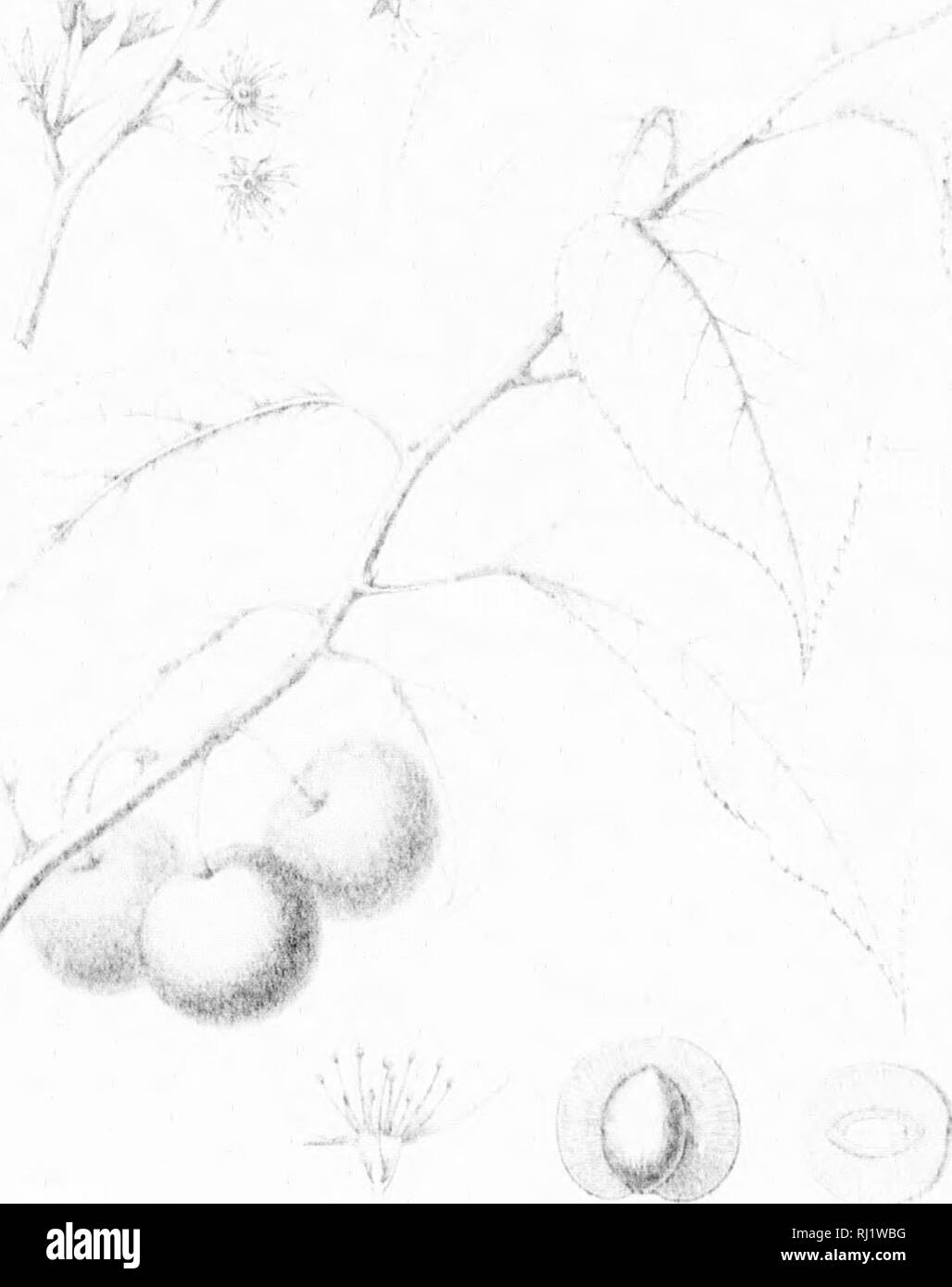 . Die Silva von Nordamerika [microform]: Eine Beschreibung der Bäume, die natürlich in Nordamerika exklusive von Mexiko wächst. Bäume; Bäume; Dicotyledons; Arbres; Arbres; DicotylÃ © dones. / 'T7/- ist es: r'^"^^. 7 W^^. .&Lt;X^AVFn; 0/f'A. Bitte beachten Sie, dass diese Bilder sind von der gescannten Seite Bilder, die digital für die Lesbarkeit verbessert haben mögen - Färbung und Aussehen dieser Abbildungen können nicht perfekt dem Original ähneln. extrahiert. Sargent, Charles Sprague, 1841-1897; Faxon, Charles Edward, 1846-1918. Boston; New York: Houghton Mifflin, Stockfoto