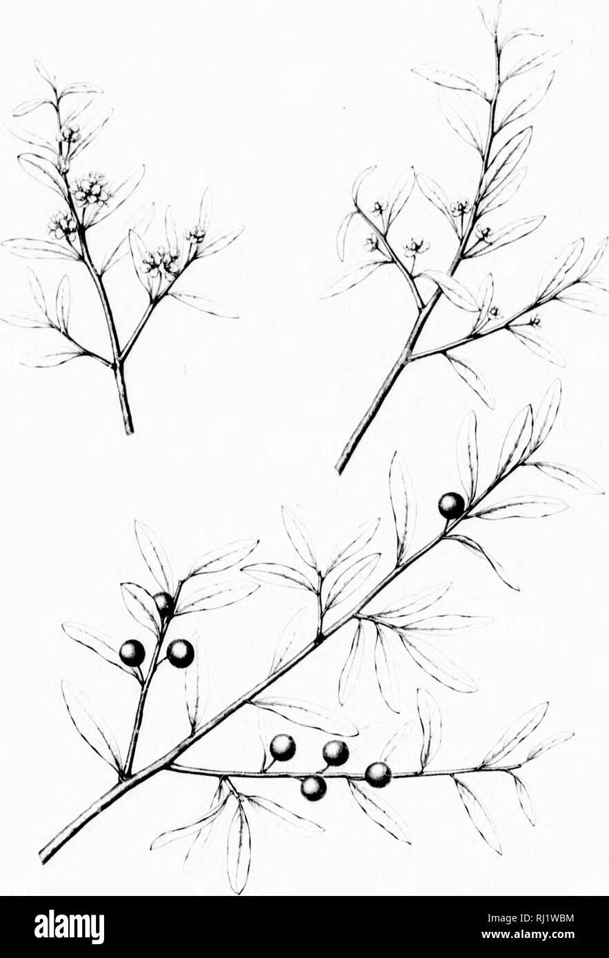 . Die Silva von Nordamerika [microform]: Eine Beschreibung der Bäume, die natürlich in Nordamerika exklusive von Mexiko wächst. Bäume; Bäume; Dicotyledons; Arbres; Arbres; Dicotylédones. ^^ILKX r. ASSlNE, MYKTIFOI. IA. Bitte beachten Sie, dass diese Bilder sind von der gescannten Seite Bilder, die digital für die Lesbarkeit verbessert haben mögen - Färbung und Aussehen dieser Abbildungen können nicht perfekt dem Original ähneln. extrahiert. Sargent, Charles Sprague, 1841-1897; Faxon, Charles Edward, 1846-1918. Boston; New York: Houghton Mifflin, Stockfoto