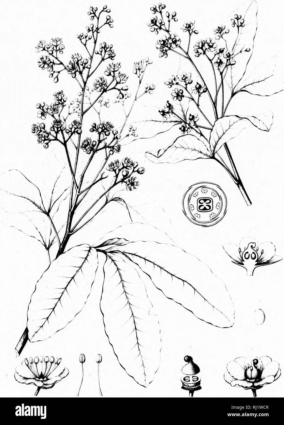 . Die Silva von Nordamerika [microform]: Eine Beschreibung der Bäume, die natürlich in Nordamerika exklusive von Mexiko wächst. Bäume; Bäume; Dicotyledons; Arbres; Arbres; Dicotylédones. '*.' • • • • H R/L, A-/KXOTHEA PANICULATA vv. y.; -, t/tM-. Bitte beachten Sie, dass diese Bilder sind von der gescannten Seite Bilder, die digital für die Lesbarkeit verbessert haben mögen - Färbung und Aussehen dieser Abbildungen können nicht perfekt dem Original ähneln. extrahiert. Sargent, Charles Sprague, 1841-1897; Faxon, Charles Edward, 1846-1918. Boston; New York: Houghton Mifflin, Stockfoto