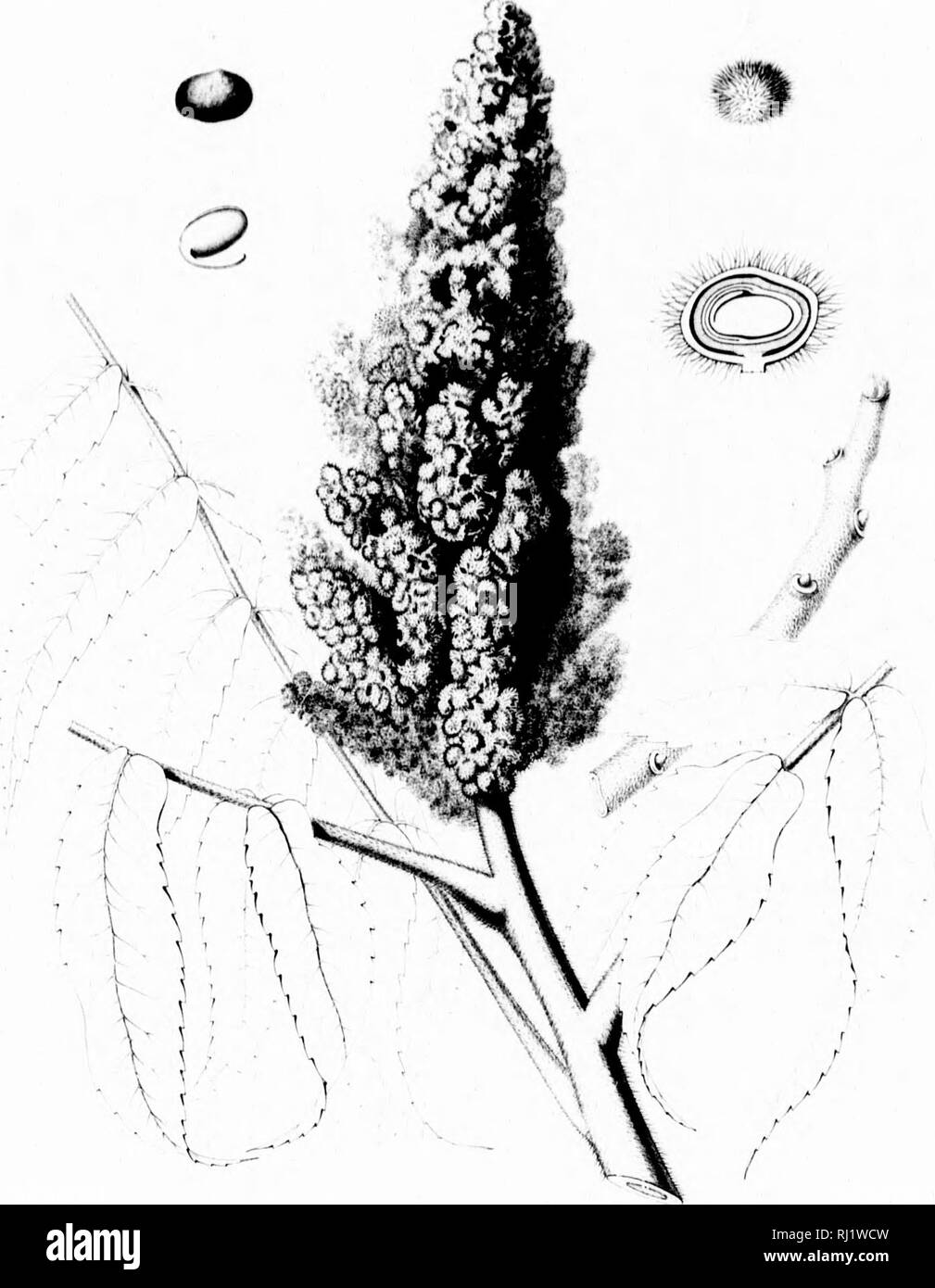 . Die Silva von Nordamerika [microform]: Eine Beschreibung der Bäume, die natürlich in Nordamerika exklusive von Mexiko wächst. Bäume; Bäume; Dicotyledons; Arbres; Arbres; DicotylÃ © dones. ,1. •..(; -&gt;:,. RHUS TYPHINA il, fM: - J. Bitte beachten Sie, dass diese Bilder sind von der gescannten Seite Bilder, die digital für die Lesbarkeit verbessert haben mögen - Färbung und Aussehen dieser Abbildungen können nicht perfekt dem Original ähneln. extrahiert. Sargent, Charles Sprague, 1841-1897; Faxon, Charles Edward, 1846-1918. Boston; New York: Houghton Mifflin, Stockfoto