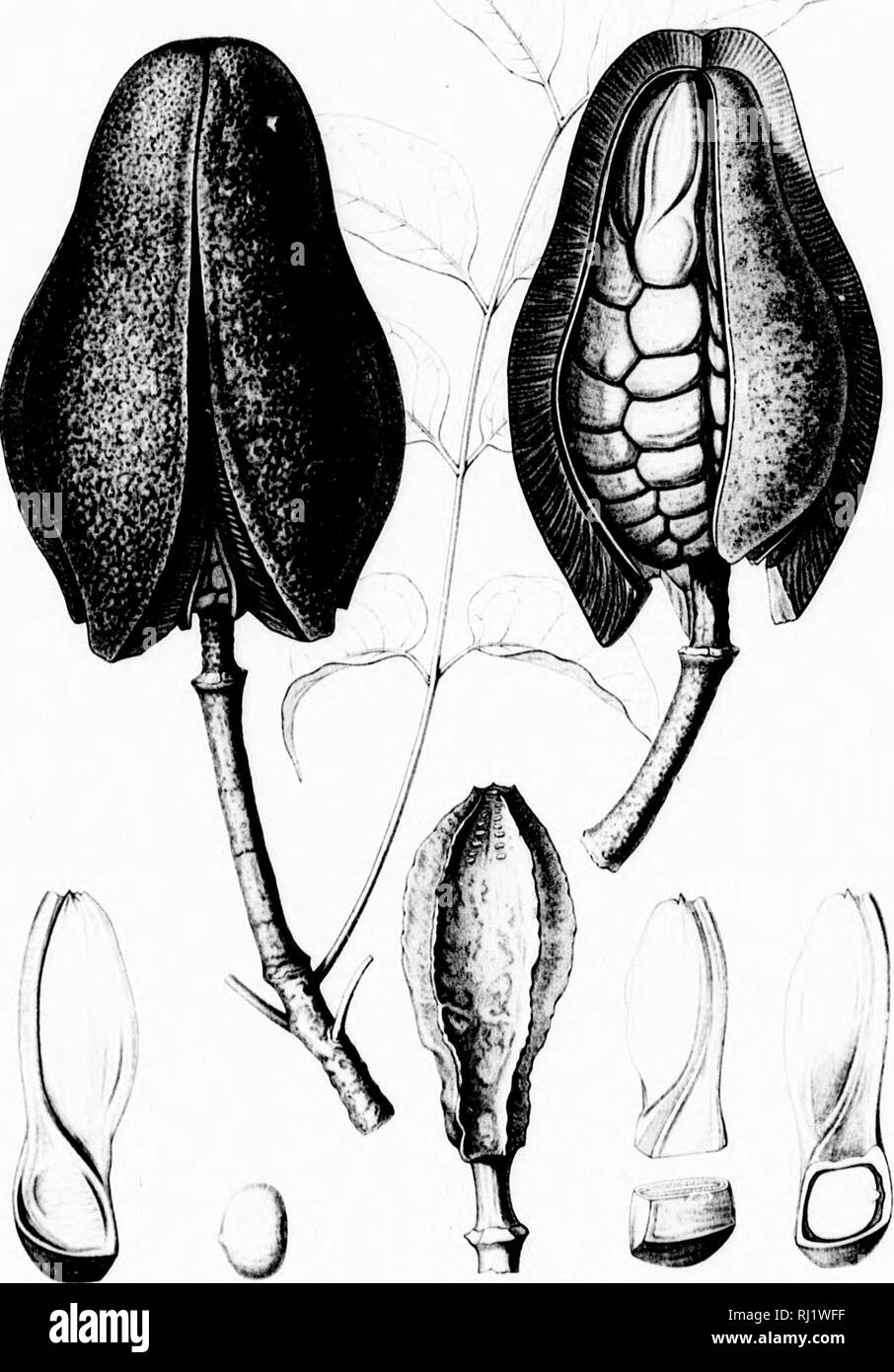 . Die Silva von Nordamerika [microform]: Eine Beschreibung der Bäume, die natürlich in Nordamerika exklusive von Mexiko wächst. Bäume; Bäume; Dicotyledons; Arbres; Arbres; Dicotylédones. '^. SWIETF. NIA MAHAGONl. Bitte beachten Sie, dass diese Bilder sind von der gescannten Seite Bilder, die digital für die Lesbarkeit verbessert haben mögen - Färbung und Aussehen dieser Abbildungen können nicht perfekt dem Original ähneln. extrahiert. Sargent, Charles Sprague, 1841-1897; Faxon, Charles Edward, 1846-1918. Boston; New York: Houghton Mifflin, Stockfoto