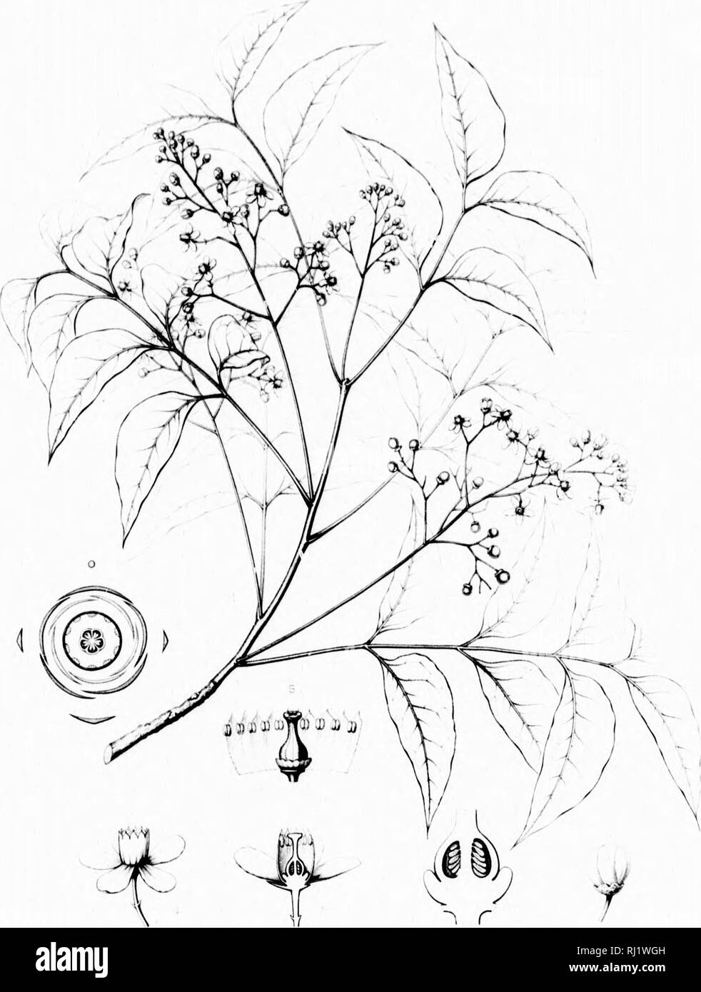 . Die Silva von Nordamerika [microform]: Eine Beschreibung der Bäume, die natürlich in Nordamerika exklusive von Mexiko wächst. Bäume; Bäume; Dicotyledons; Arbres; Arbres; Dicotylédones. t. v SWIETENIA MAHAGONI Jarq Ji. Bitte beachten Sie, dass diese Bilder sind von der gescannten Seite Bilder, die digital für die Lesbarkeit verbessert haben mögen - Färbung und Aussehen dieser Abbildungen können nicht perfekt dem Original ähneln. extrahiert. Sargent, Charles Sprague, 1841-1897; Faxon, Charles Edward, 1846-1918. Boston; New York: Houghton Mifflin, Stockfoto
