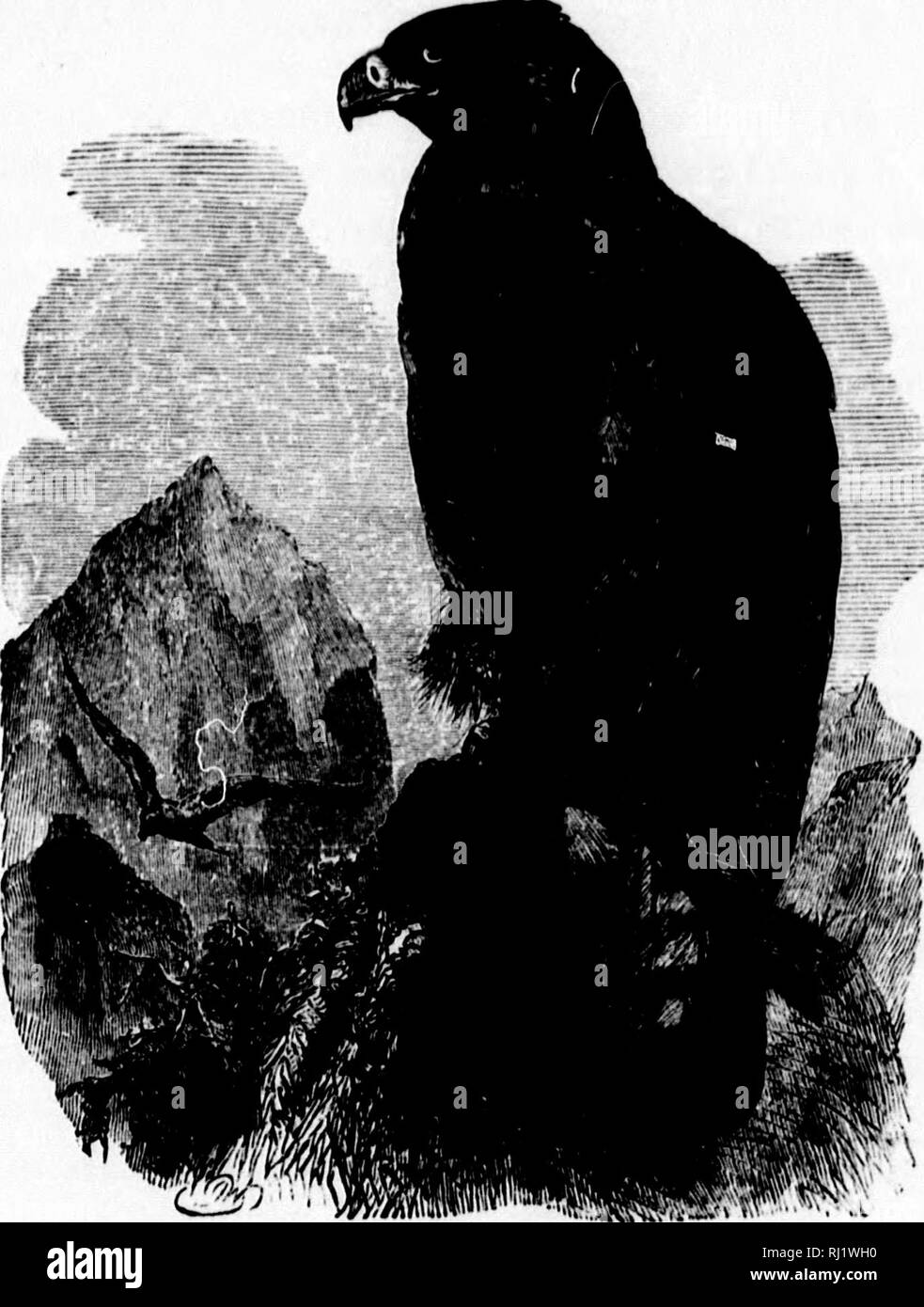 . Ein beliebtes Handbuch der Ornithologie des östlichen Nordamerika [microform]. Ornithologie; Vogelkunde; Vögel; Vögel; Ornithologie; Ornithologie; Oiseaux; Oiseaux. GOLDEN EAGLE. AqUILA CHRYSAEl 'OS. Char. Dunkelbraun, Kopf und Hals tawny Braun; Beine gefiederten an den Zehen; bei den Jungen, Schwanz weißlich, mit breiten terminal Band von Schwarz. Nest. Auf einem Baum, manchmal auf einer hohen Klippe; Lose von trockenen Sticks gebaut, mit Zweigen, Gras, Moos, Blätter, Federn und Daunen. Egi ^s. 2-3 (in der Regel 2); blasse, weiße oder blasse Buff, getupft und mehr oder weniger stark gestromt mit rötlich braun und Lavendel; 3,00 X 2,30. Th Stockfoto