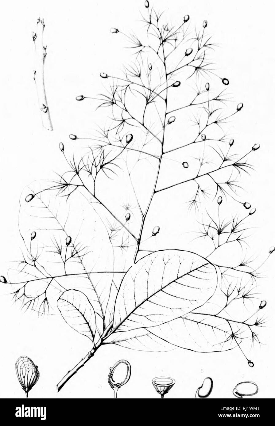 . Die Silva von Nordamerika [microform]: Eine Beschreibung der Bäume, die natürlich in Nordamerika exklusive von Mexiko wächst. Bäume; Bäume; Dicotyledons; Arbres; Arbres; Dicotylédones. Iv.. COTINUS AMERICANUS, Nui. Bitte beachten Sie, dass diese Bilder sind von der gescannten Seite Bilder, die digital für die Lesbarkeit verbessert haben mögen - Färbung und Aussehen dieser Abbildungen können nicht perfekt dem Original ähneln. extrahiert. Sargent, Charles Sprague, 1841-1897; Faxon, Charles Edward, 1846-1918. Boston; New York: Houghton Mifflin, Stockfoto